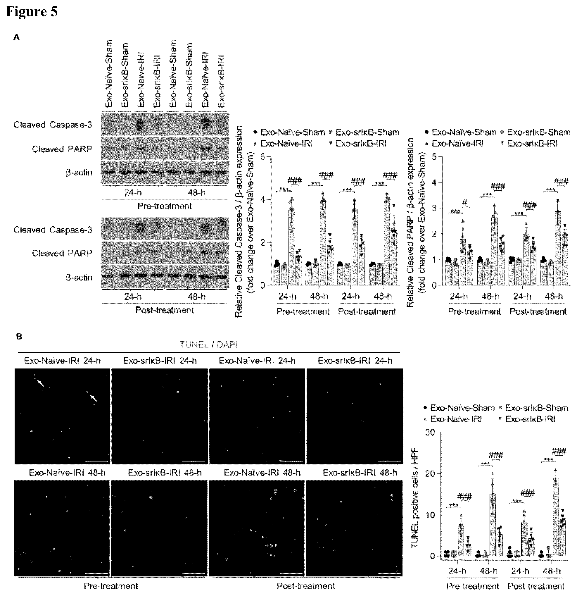 Patent US12472228 Figure 6 – Use of exosome-based delivery of NF-κB inhibitors