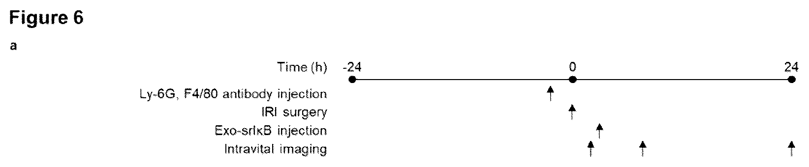 Patent US12472228 Figure 7 – Use of exosome-based delivery of NF-κB inhibitors