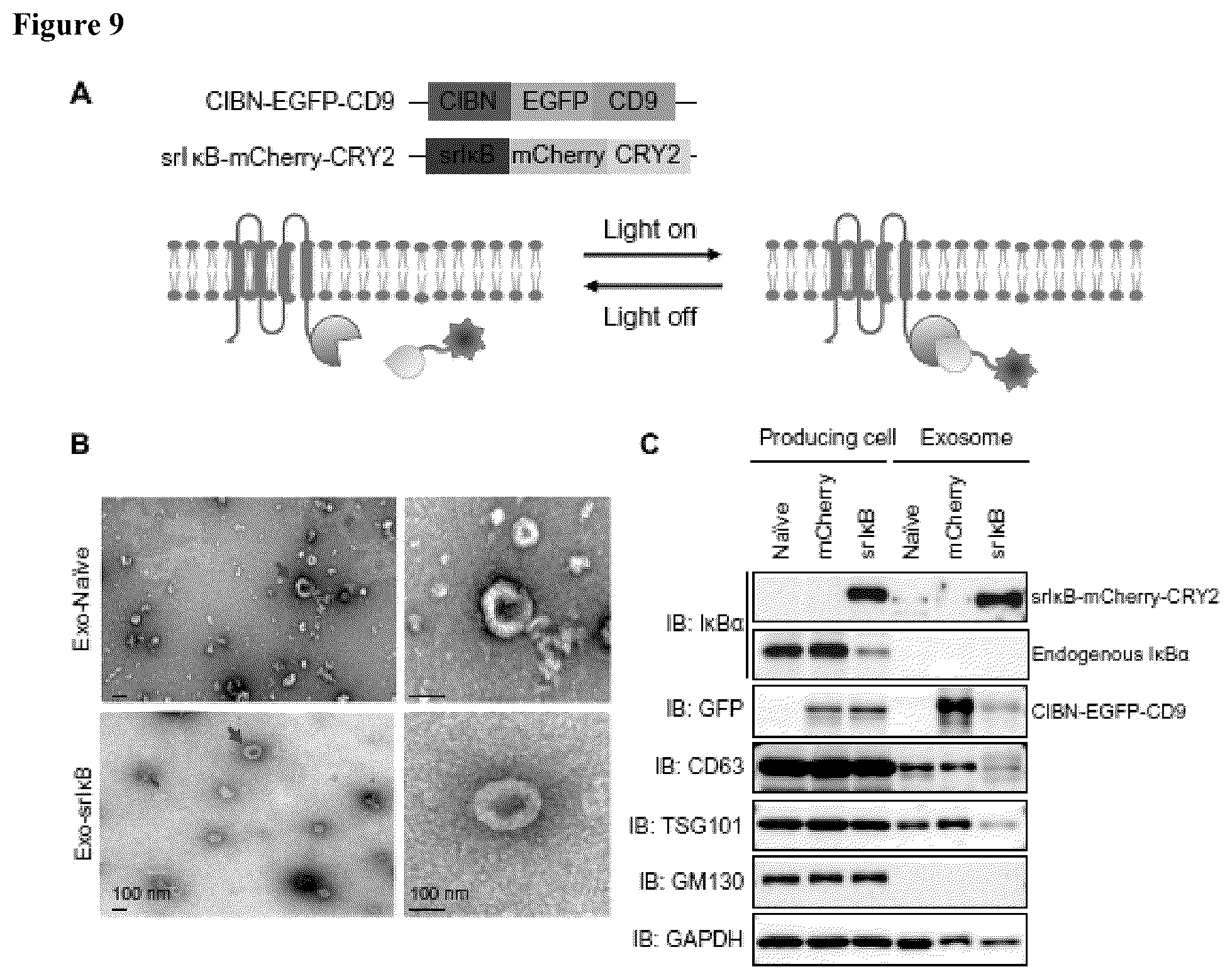 Patent US12472228 Figure 13 – Use of exosome-based delivery of NF-κB inhibitors
