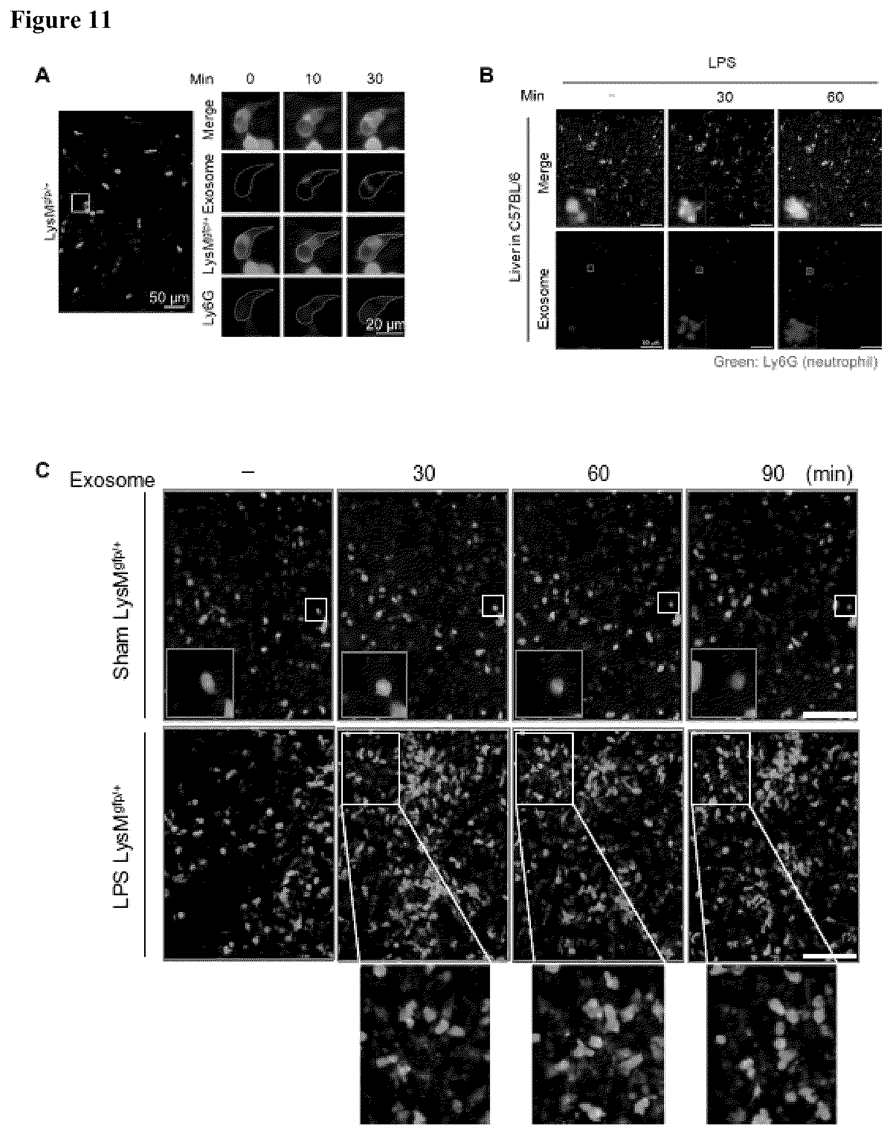 Patent US12472228 Figure 15 – Use of exosome-based delivery of NF-κB inhibitors