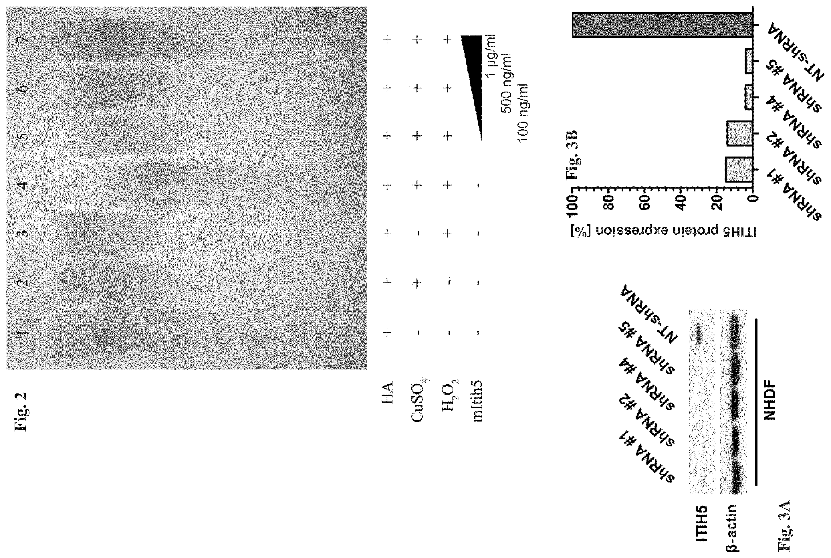 Patent US12472229 Figure 3 – Hyaluronic acid stabilizer