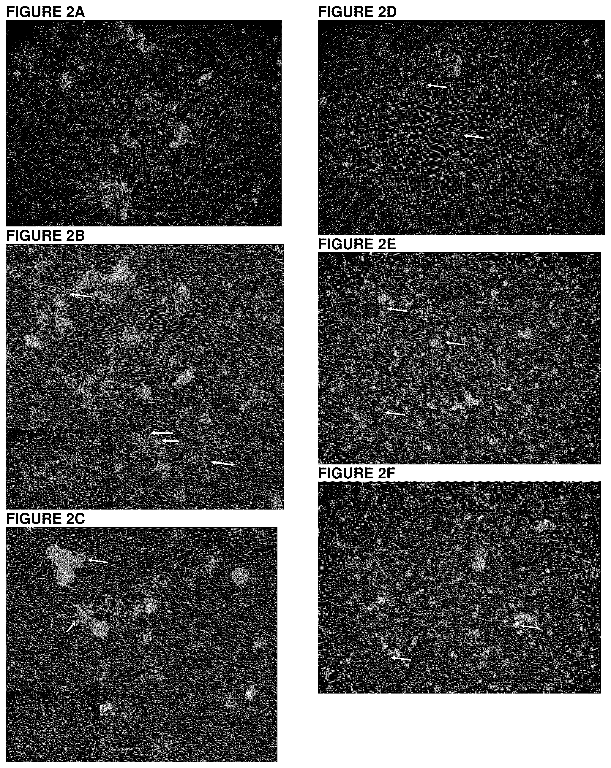 Patent US12472232 Figure 2 – Methods to treat viral infections