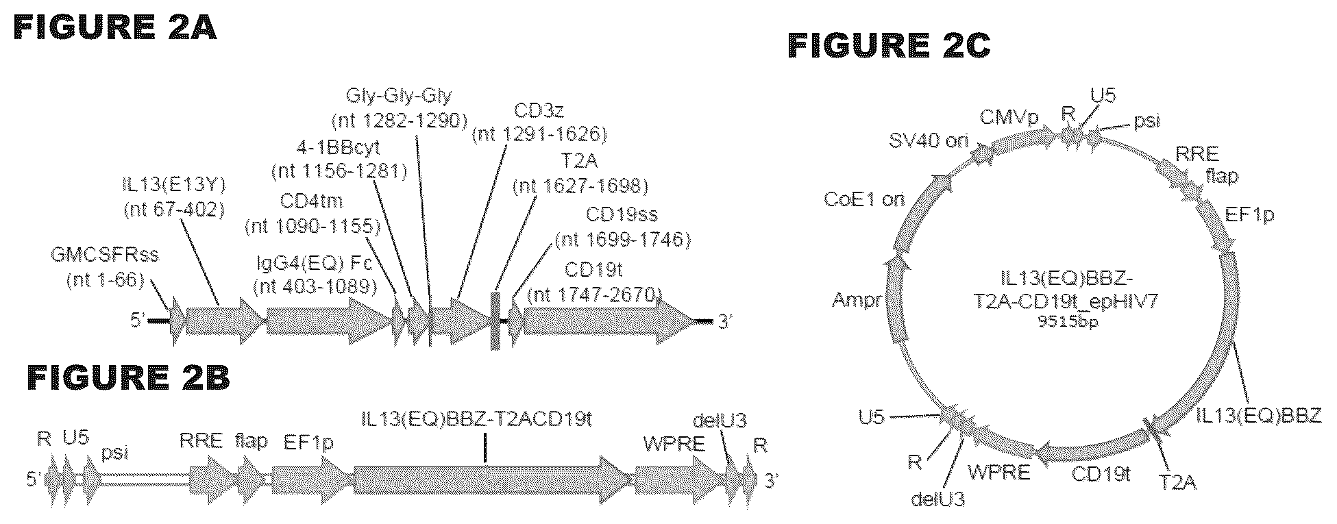 Patent US12472233 Figure 2 – Administration of engineered T cells for treatment of cancers in the central nervous system