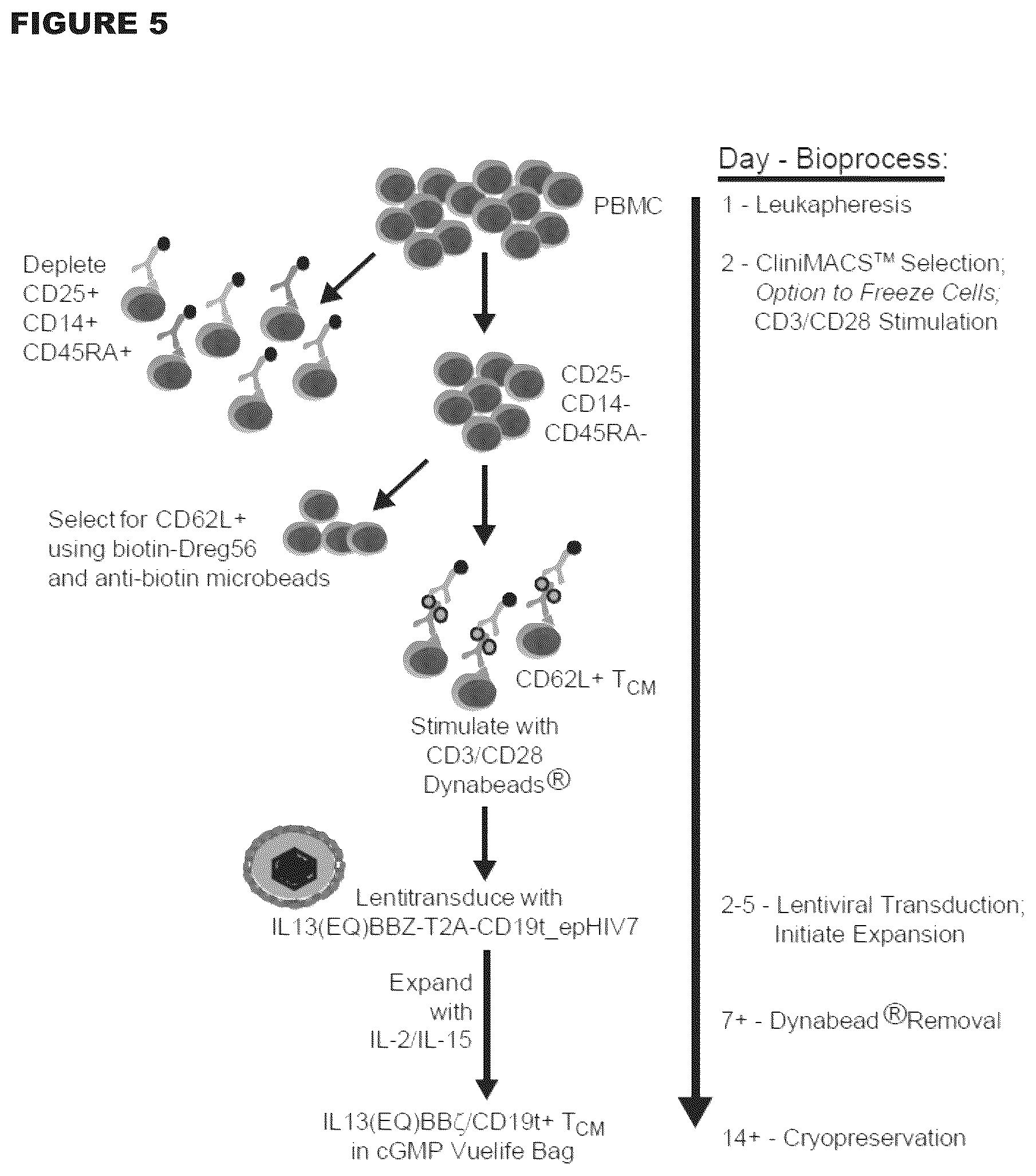 Patent US12472233 Figure 5 – Administration of engineered T cells for treatment of cancers in the central nervous system
