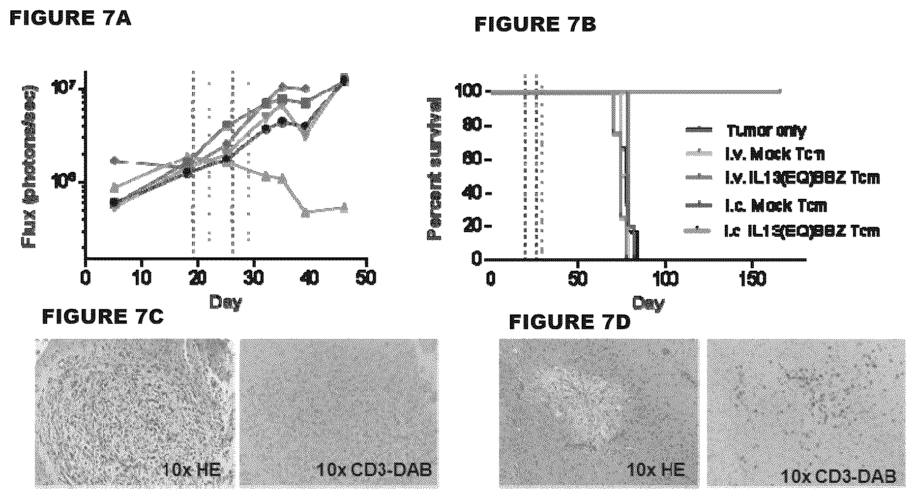 Patent US12472233 Figure 7 – Administration of engineered T cells for treatment of cancers in the central nervous system