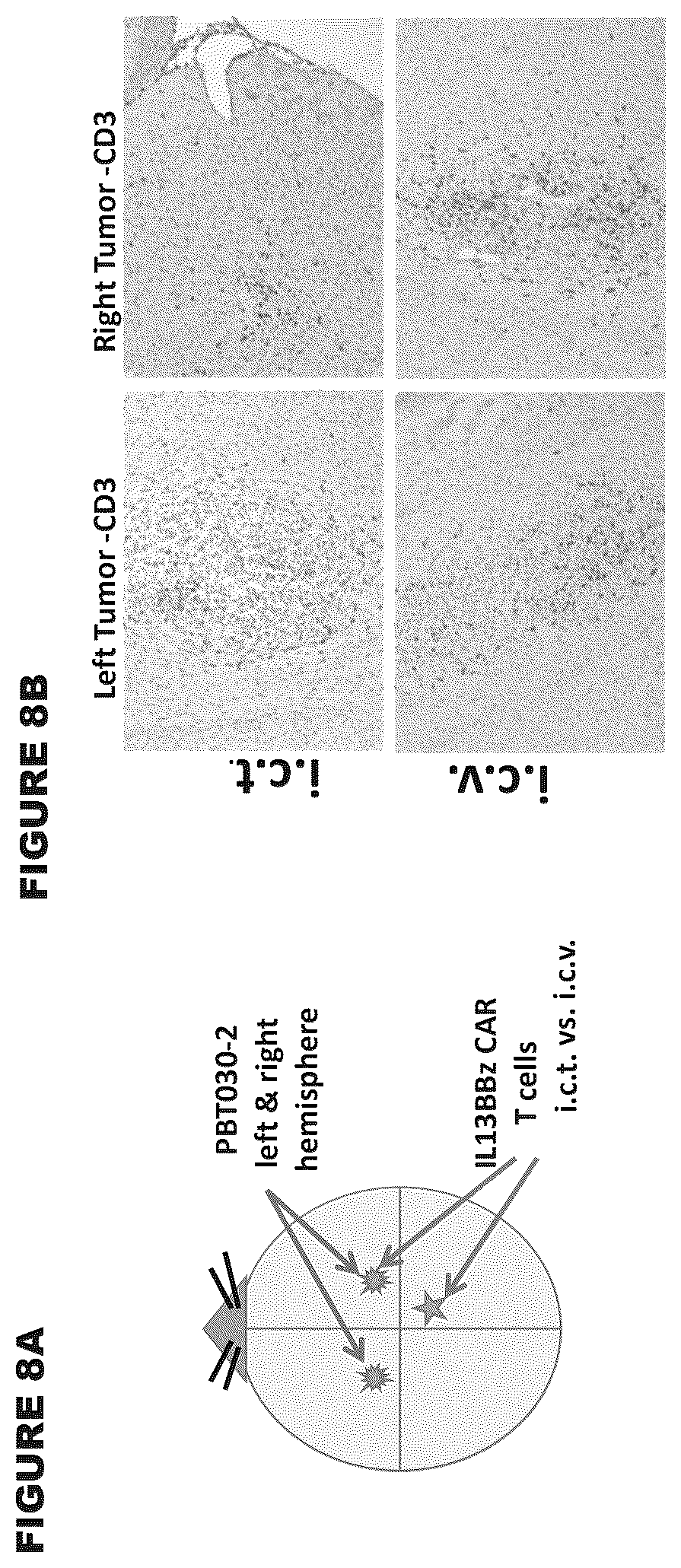 Patent US12472233 Figure 8 – Administration of engineered T cells for treatment of cancers in the central nervous system