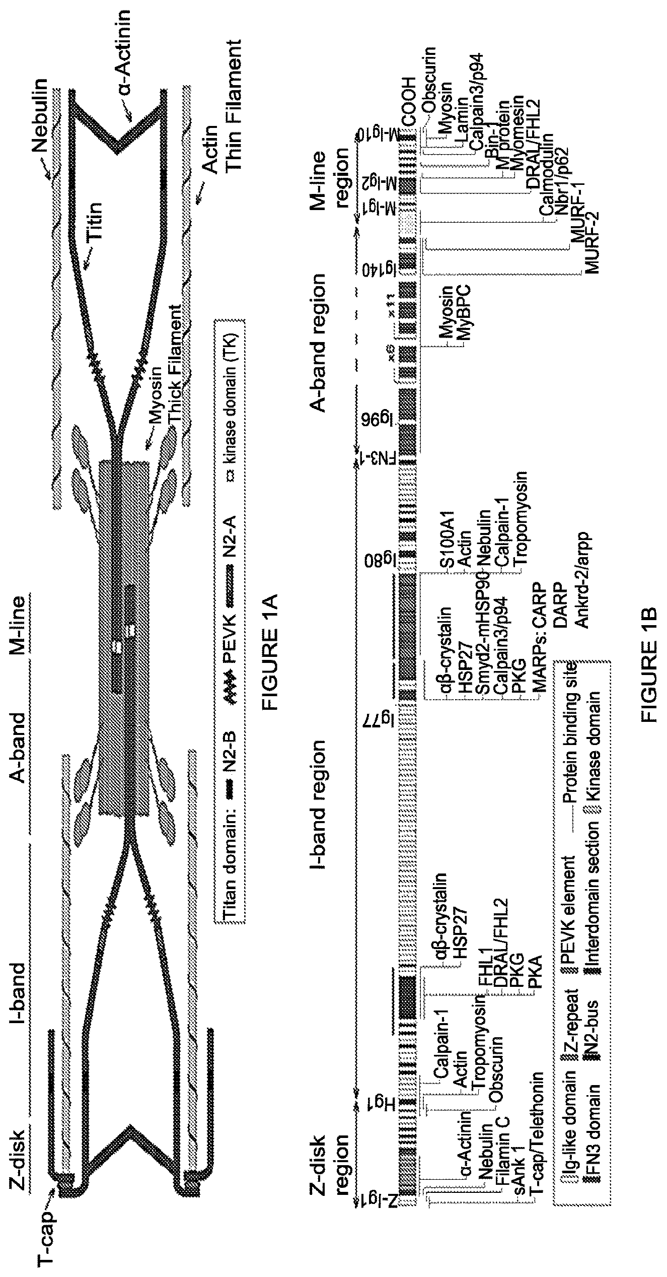 Patent US12472239 Figure 1 – Guide RNA for repairing a mutant human titin gene using CRISPR technology