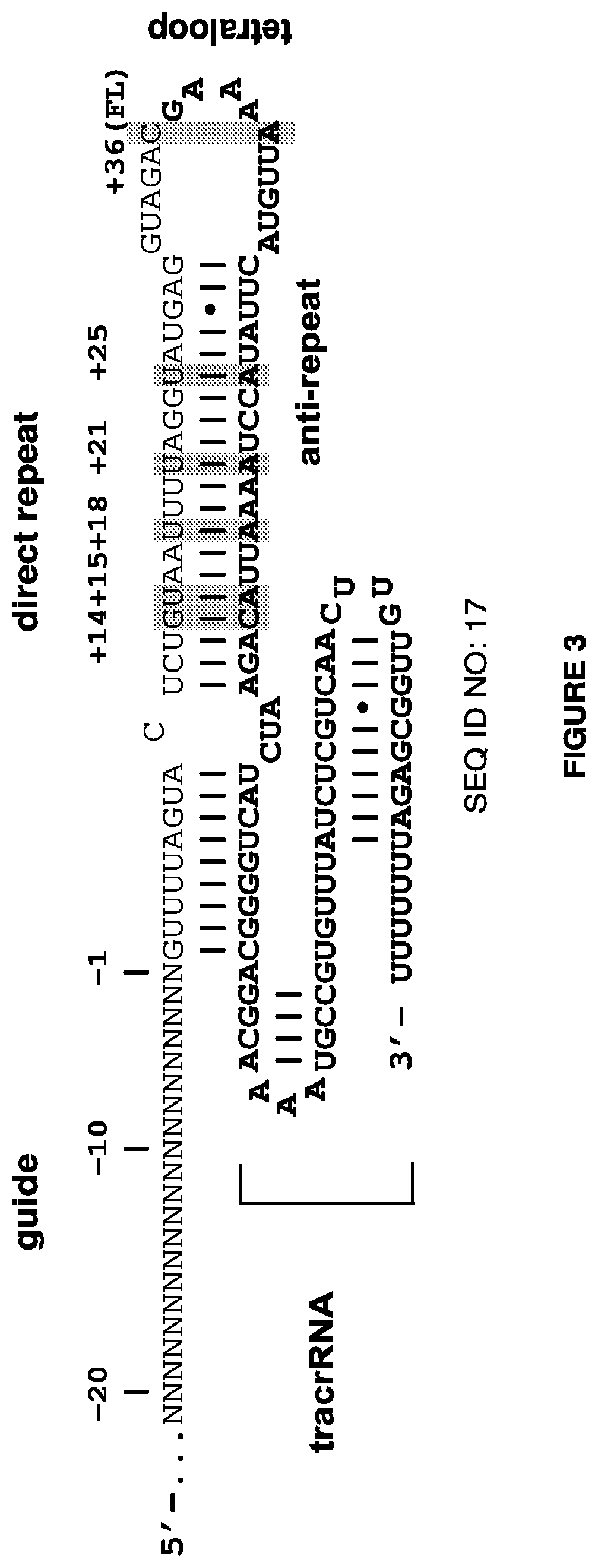 Patent US12472239 Figure 3 – Guide RNA for repairing a mutant human titin gene using CRISPR technology