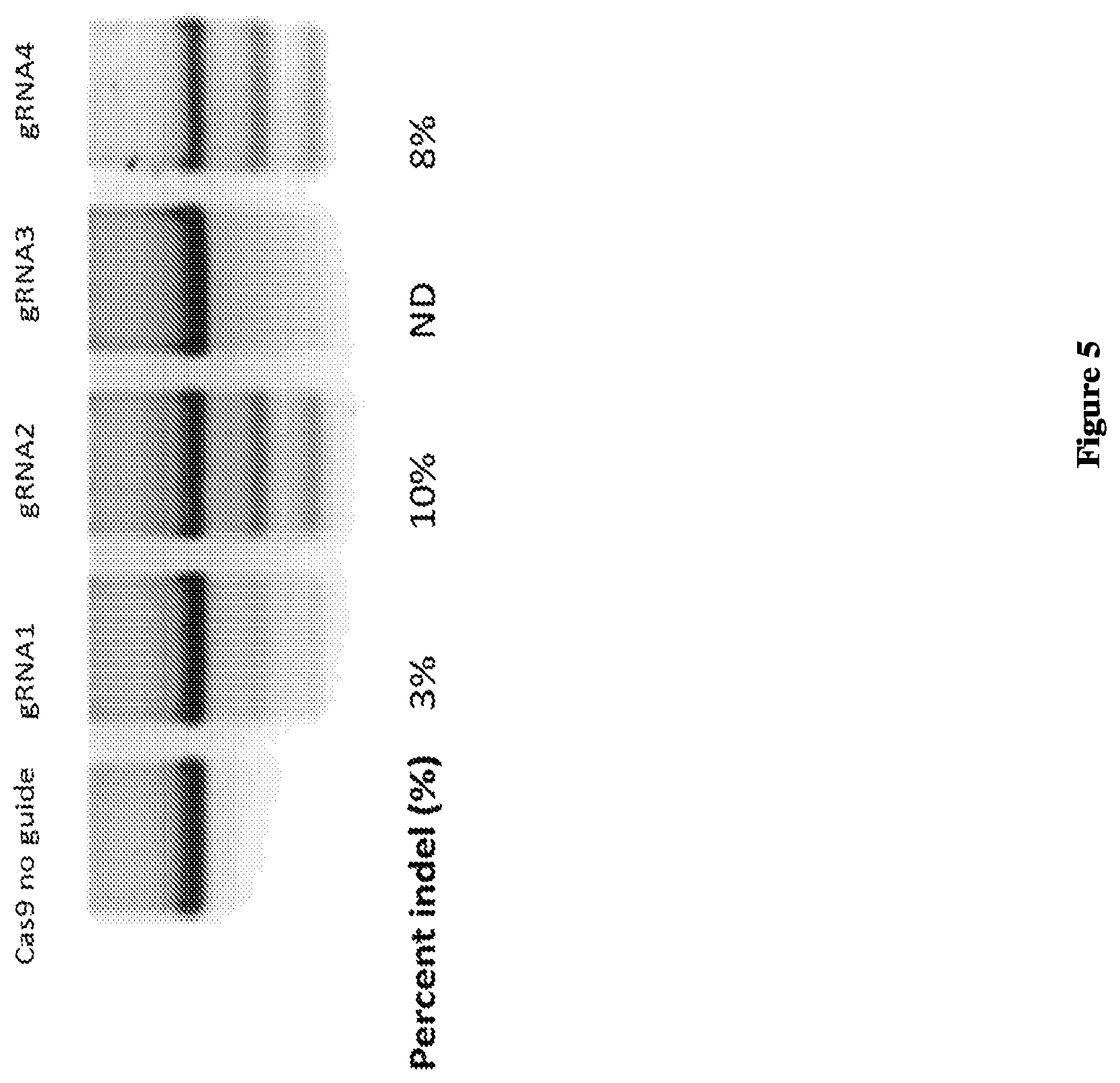 Patent US12472239 Figure 5 – Guide RNA for repairing a mutant human titin gene using CRISPR technology