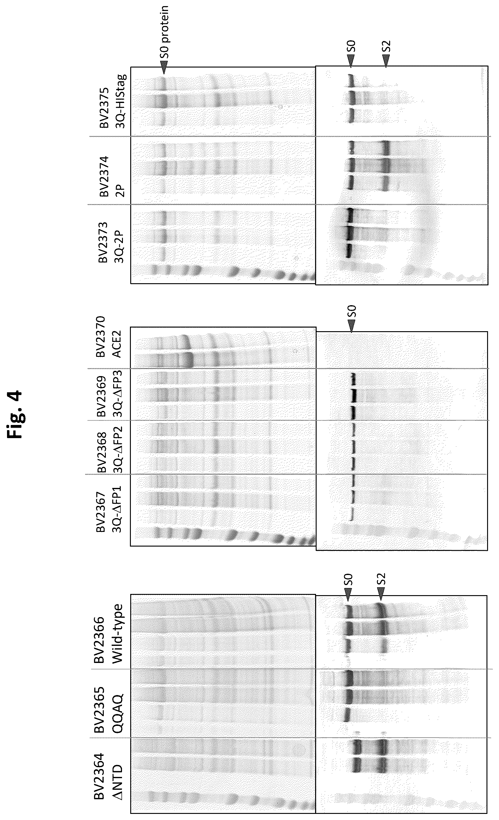 Patent US12472246 Figure 4 – Coronavirus vaccine formulations