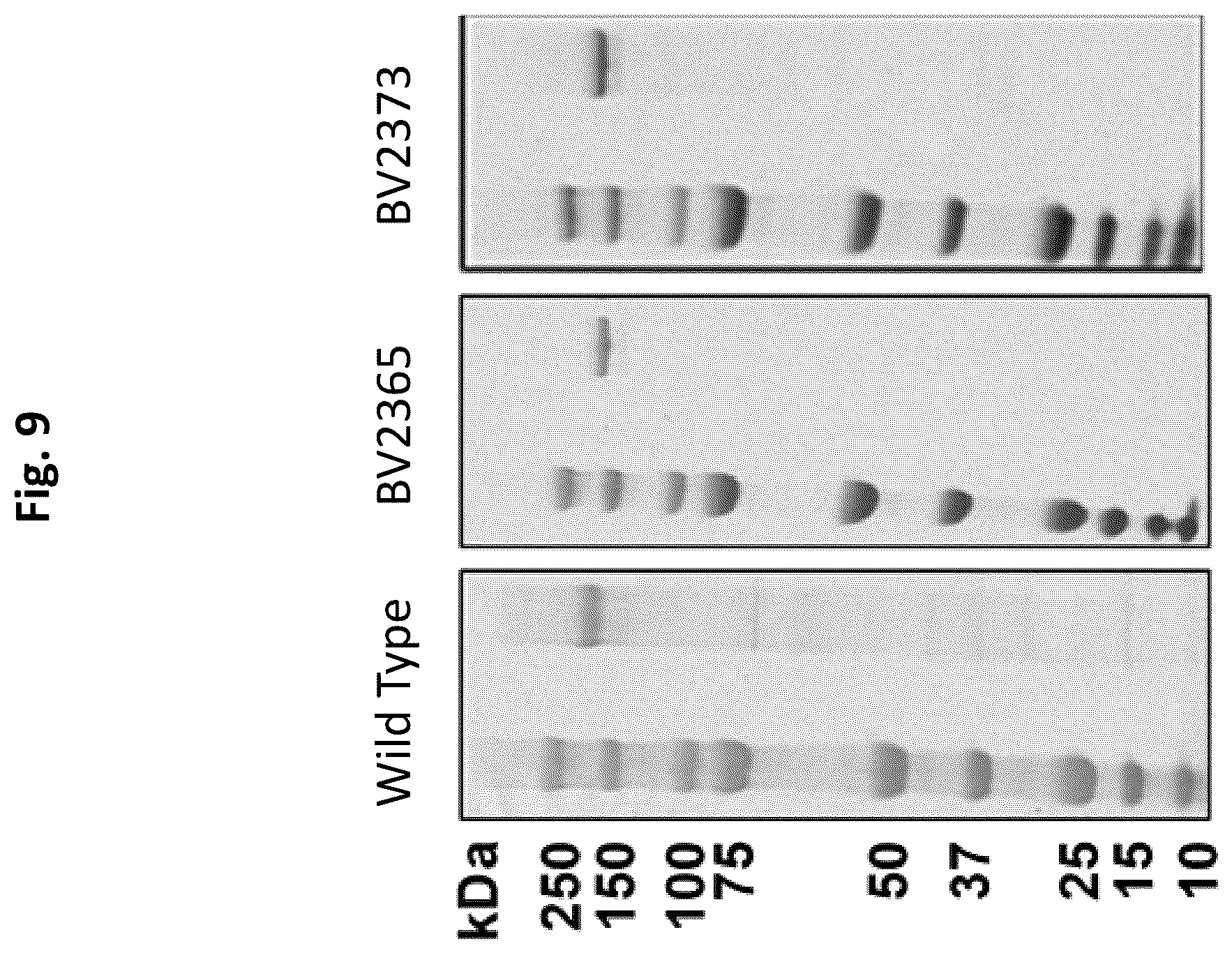 Patent US12472246 Figure 9 – Coronavirus vaccine formulations