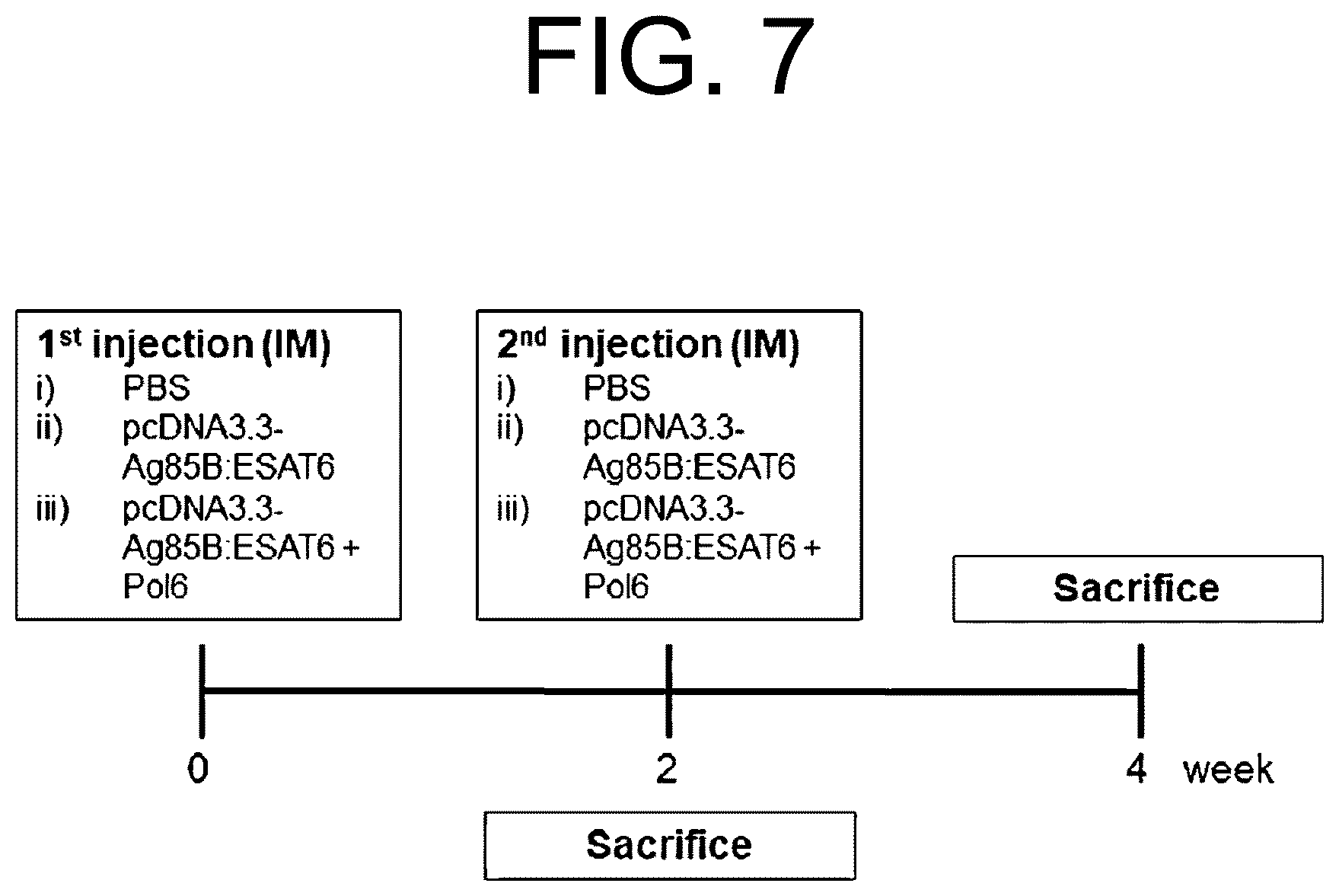 Patent US12472247 Figure 13 – Immune adjuvant comprising hepatitis B virus-derived polypeptide
