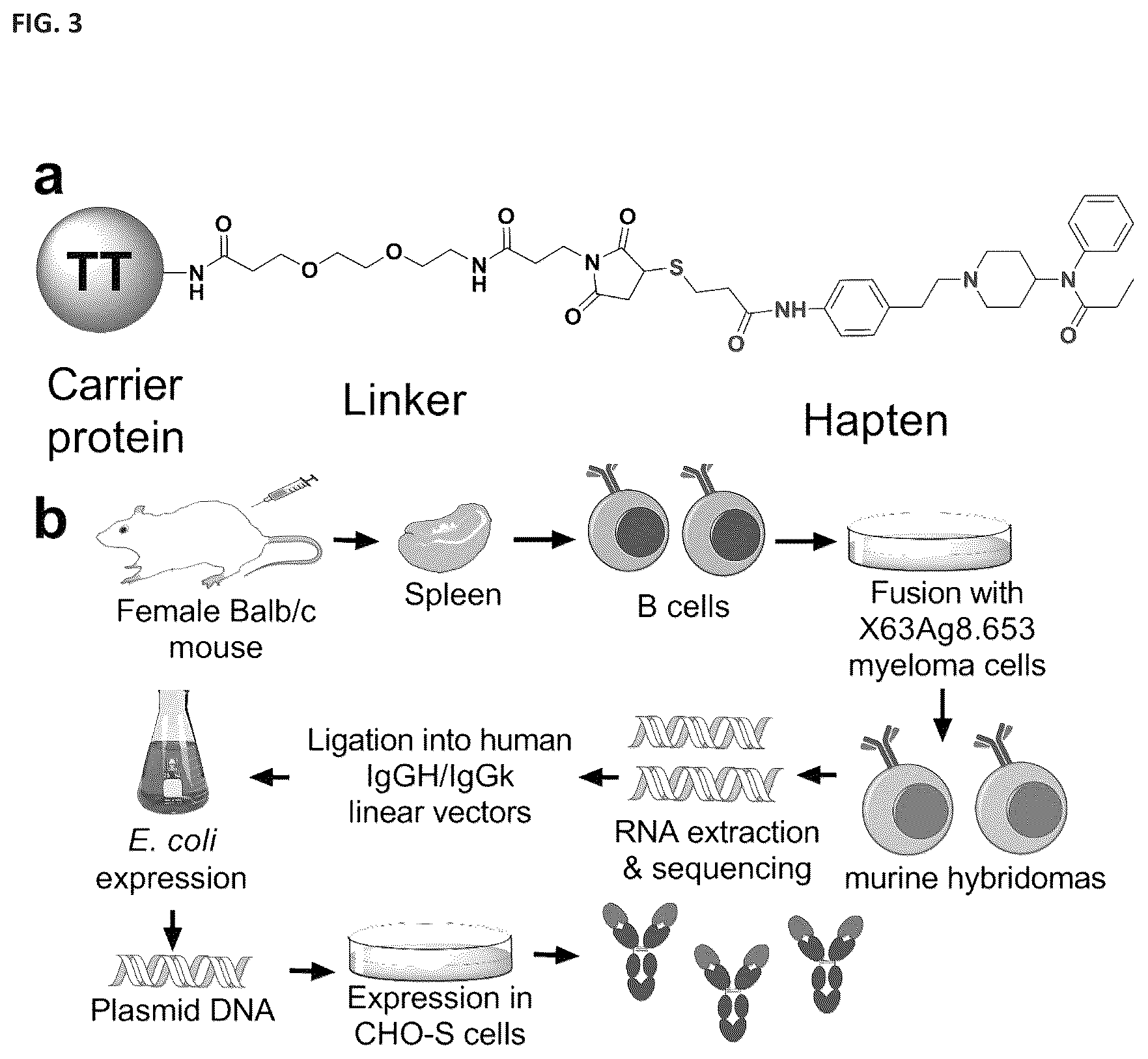 Patent US12472248 Figure 3 – Antibodies against fentanyl and fentanyl analogs