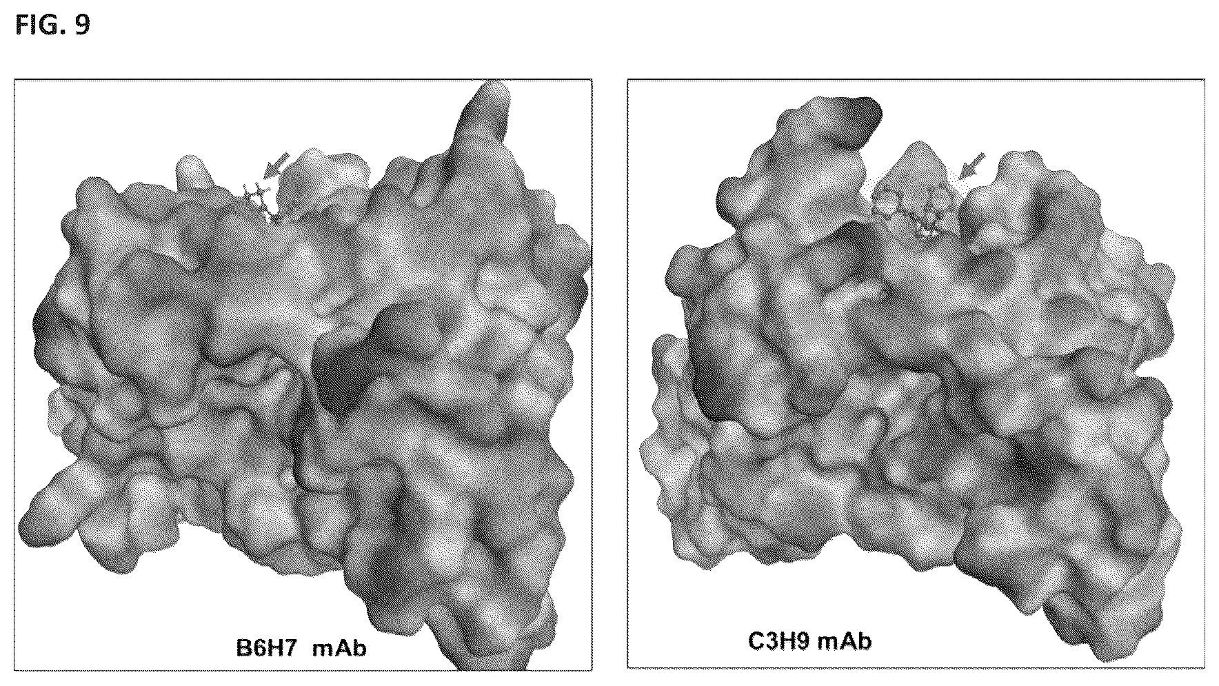 Patent US12472248 Figure 9 – Antibodies against fentanyl and fentanyl analogs