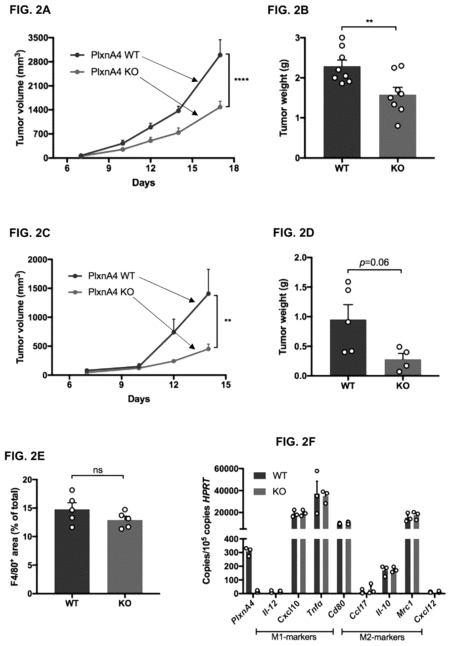 Patent US12472254 Figure 2 – CD8+ T-cells lacking plexins and their application in cancer treatment