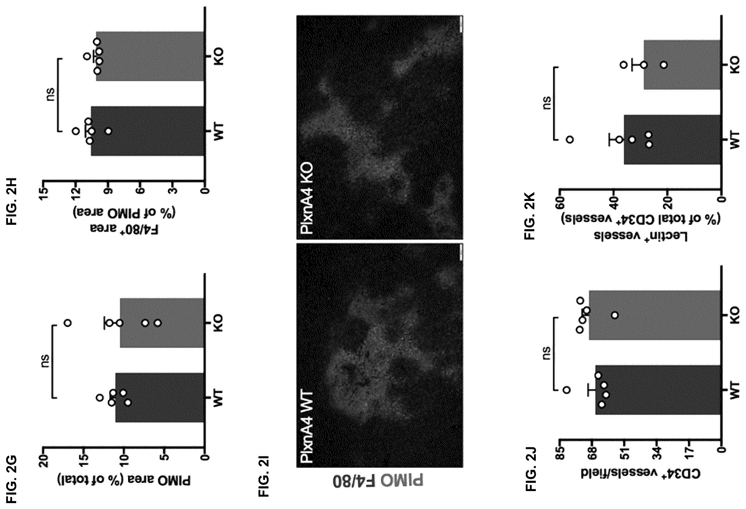Patent US12472254 Figure 3 – CD8+ T-cells lacking plexins and their application in cancer treatment