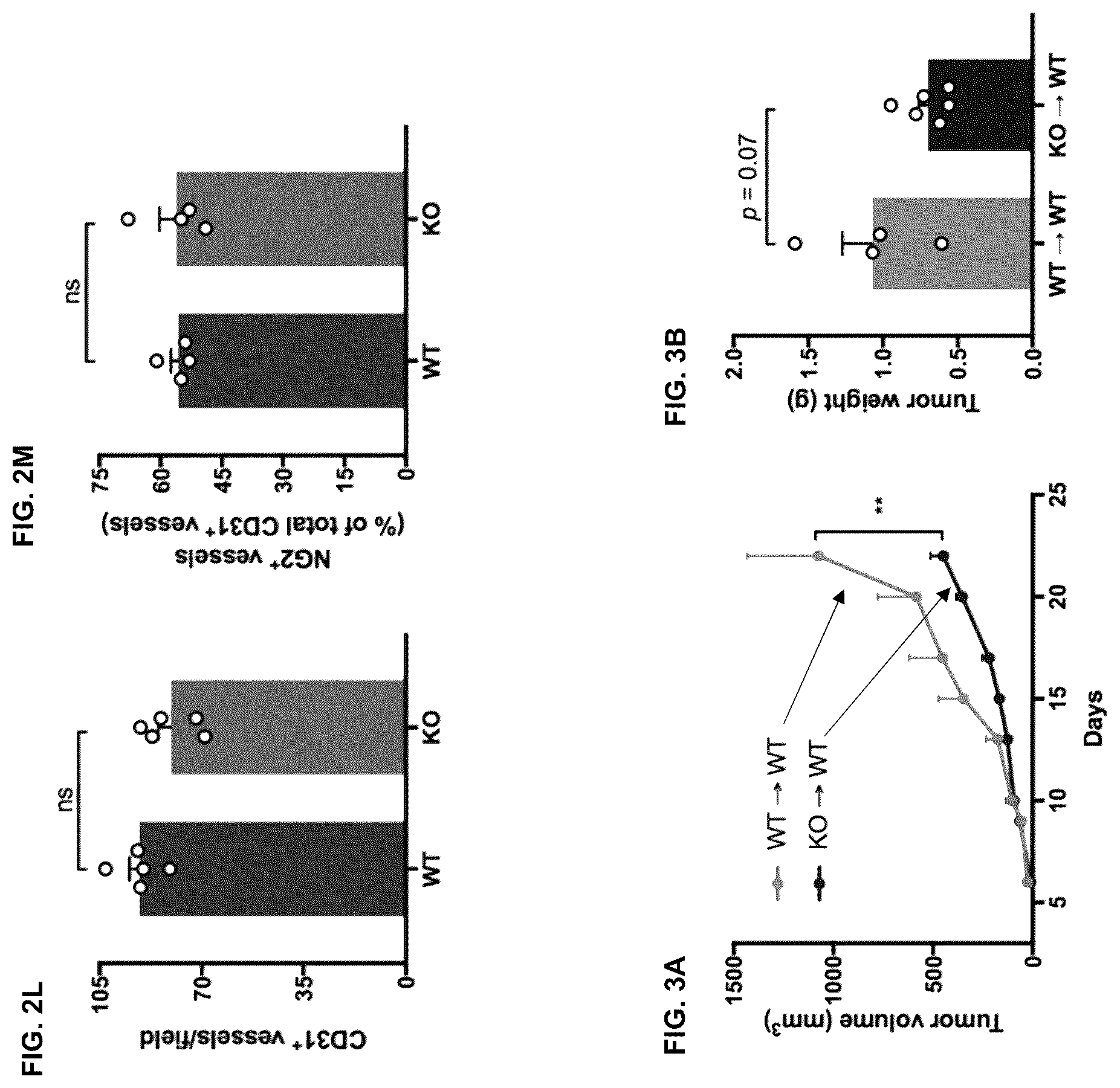 Patent US12472254 Figure 4 – CD8+ T-cells lacking plexins and their application in cancer treatment