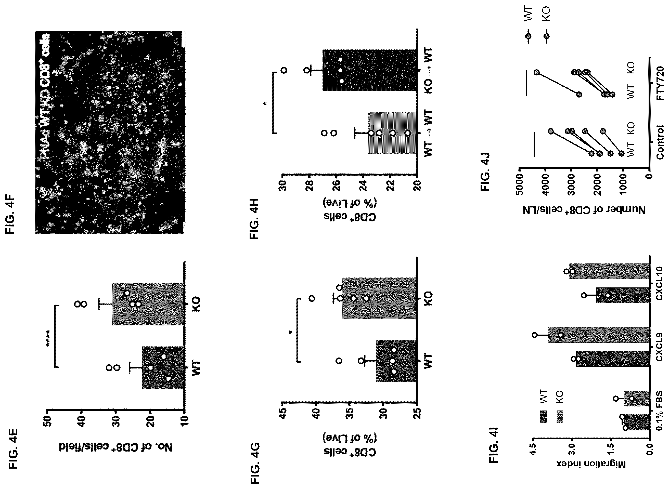 Patent US12472254 Figure 8 – CD8+ T-cells lacking plexins and their application in cancer treatment