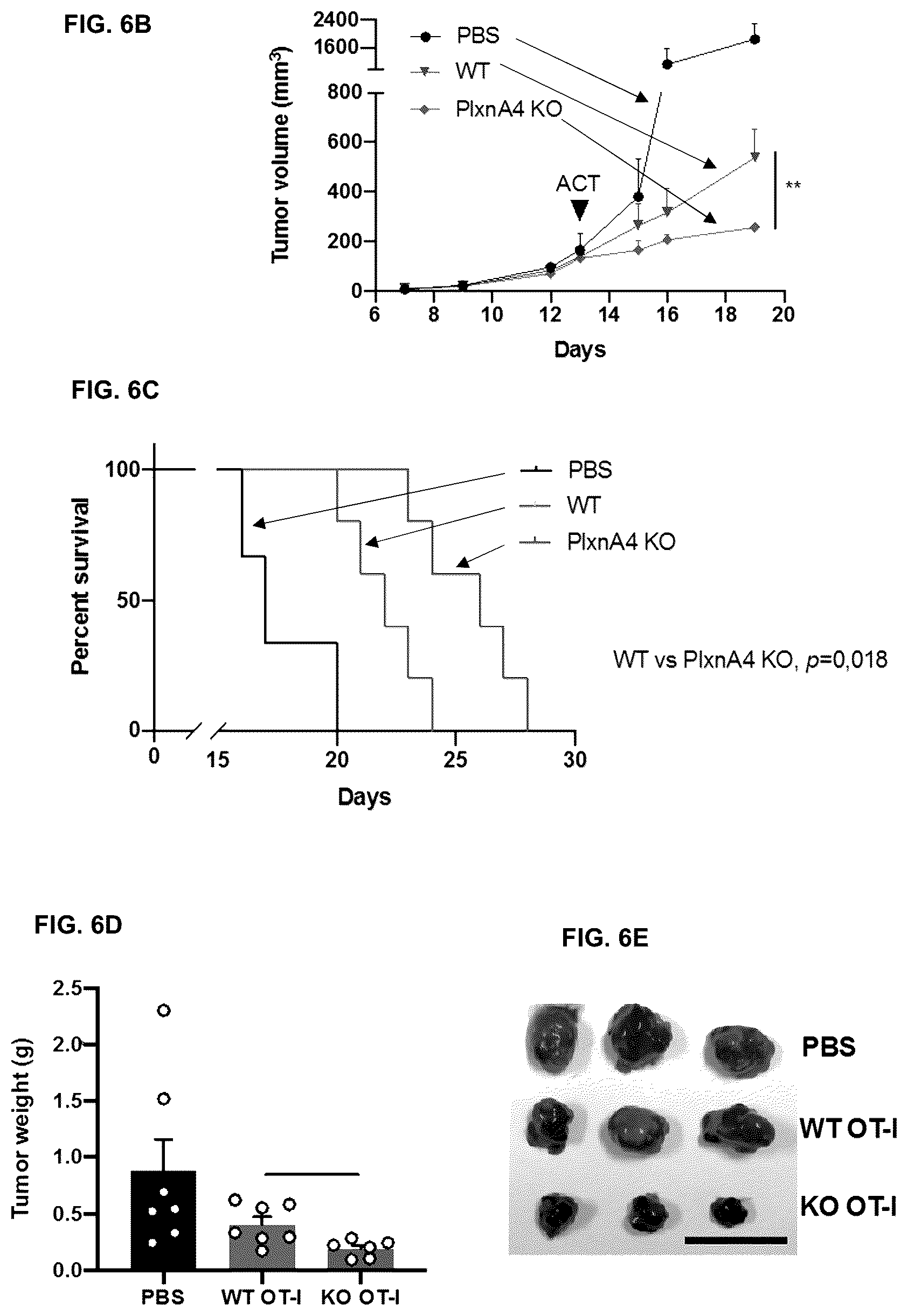 Patent US12472254 Figure 12 – CD8+ T-cells lacking plexins and their application in cancer treatment