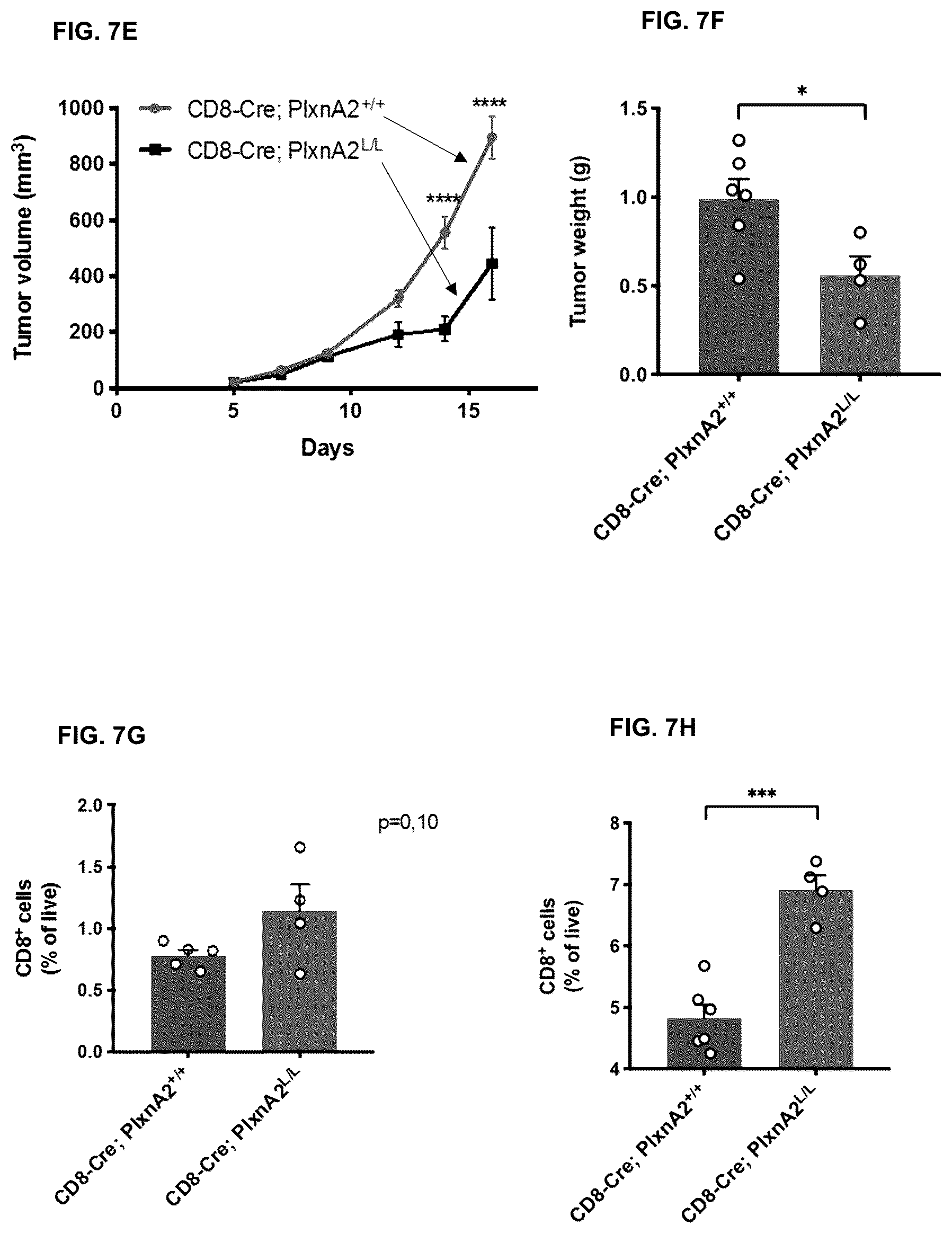 Patent US12472254 Figure 14 – CD8+ T-cells lacking plexins and their application in cancer treatment