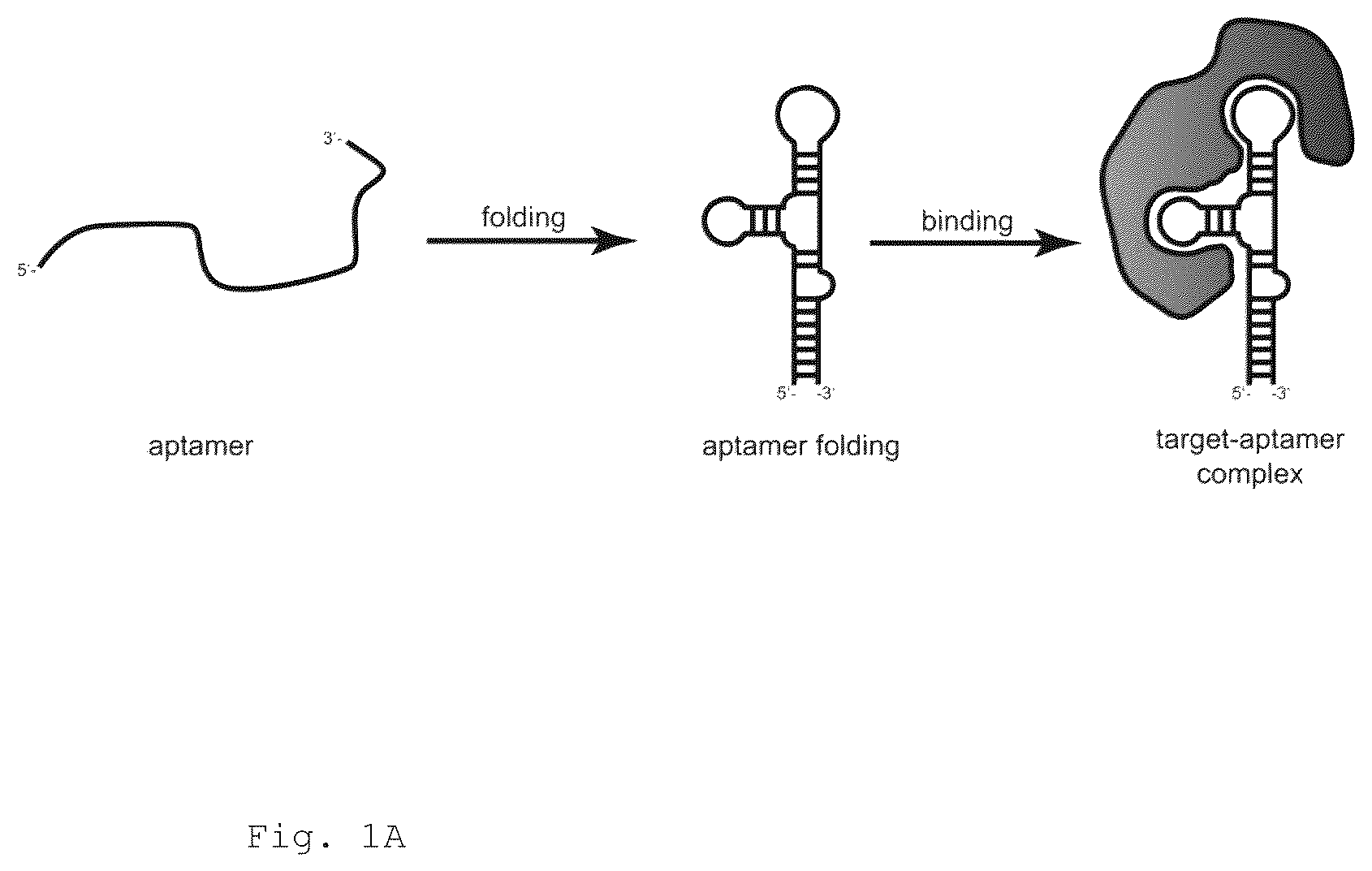Patent US12472266 — Antibodies and enonomers — Figure 1