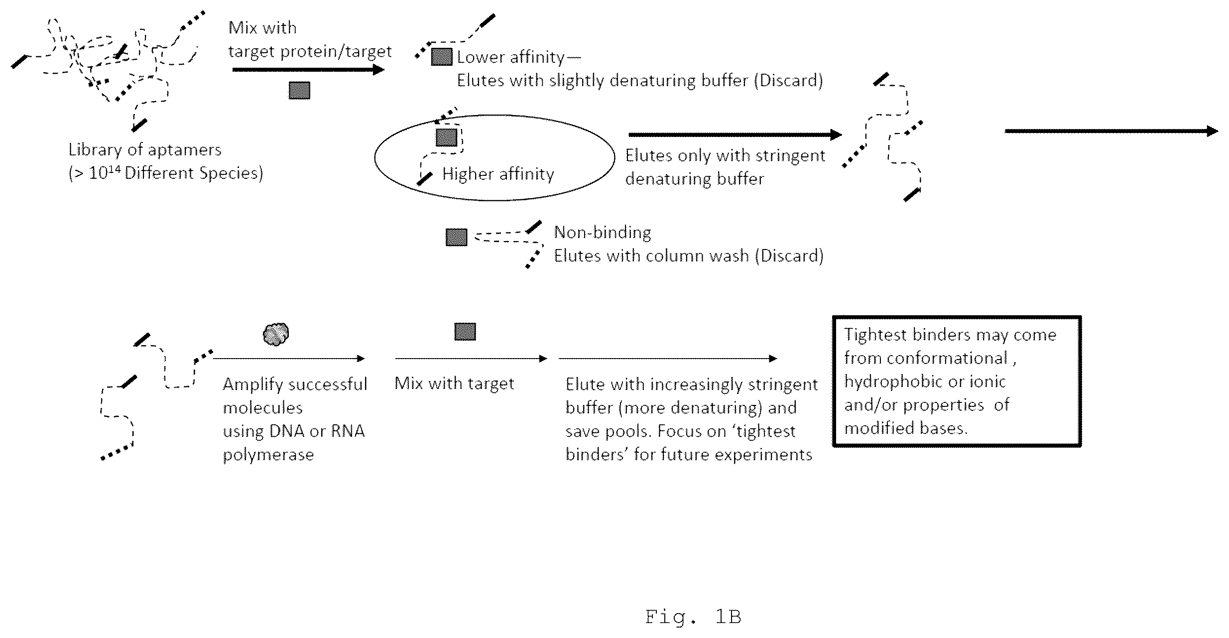 Patent US12472266 Figure 2 – Antibodies and enonomers