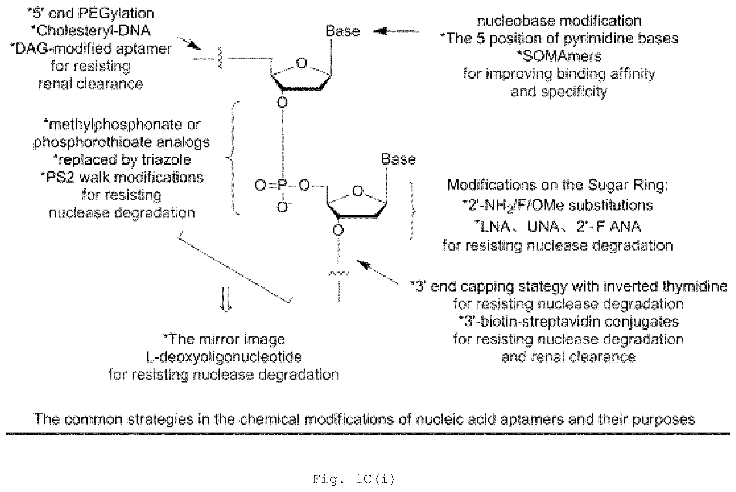Patent US12472266 Figure 3 – Antibodies and enonomers
