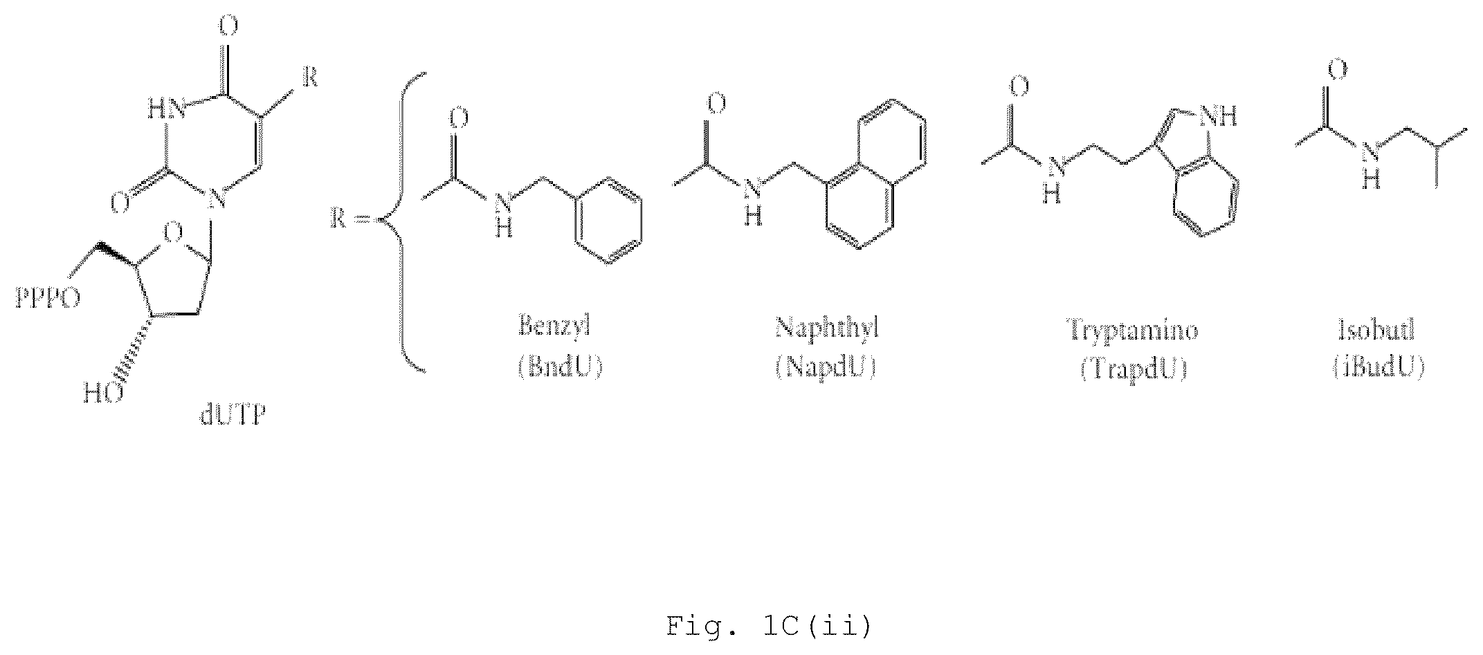 Patent US12472266 Figure 4 – Antibodies and enonomers