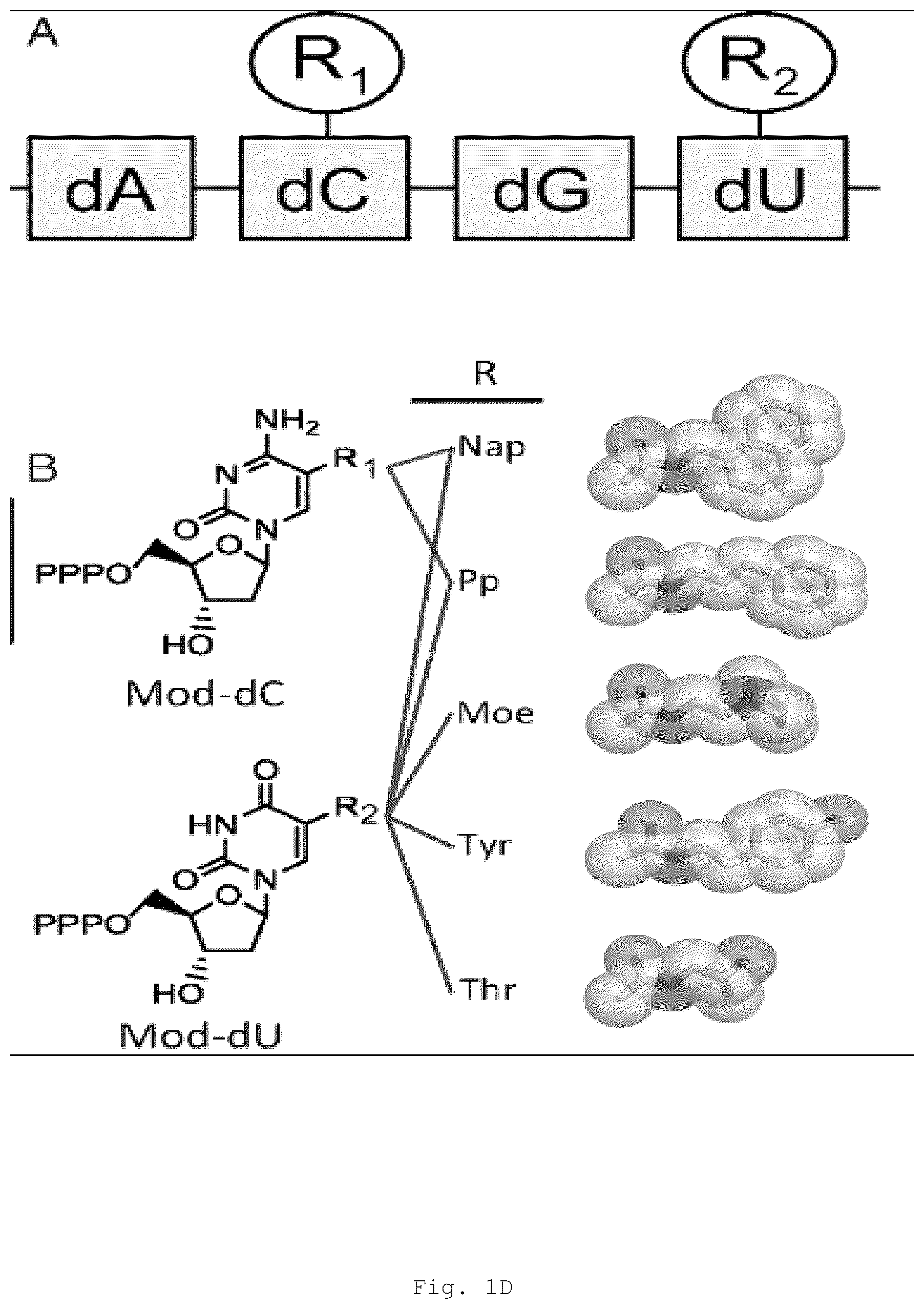 Patent US12472266 Figure 5 – Antibodies and enonomers