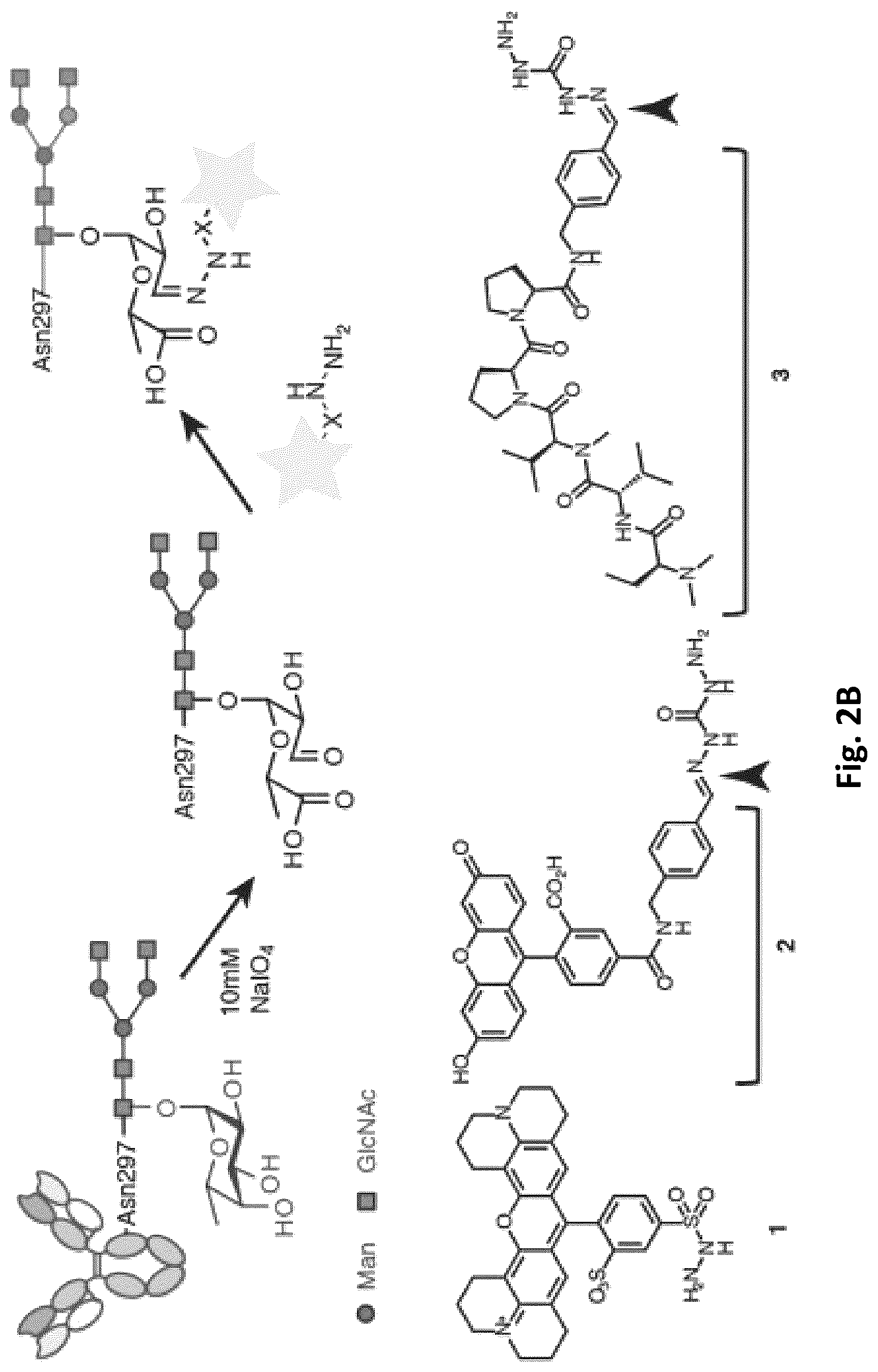 Patent US12472266 Figure 7 – Antibodies and enonomers