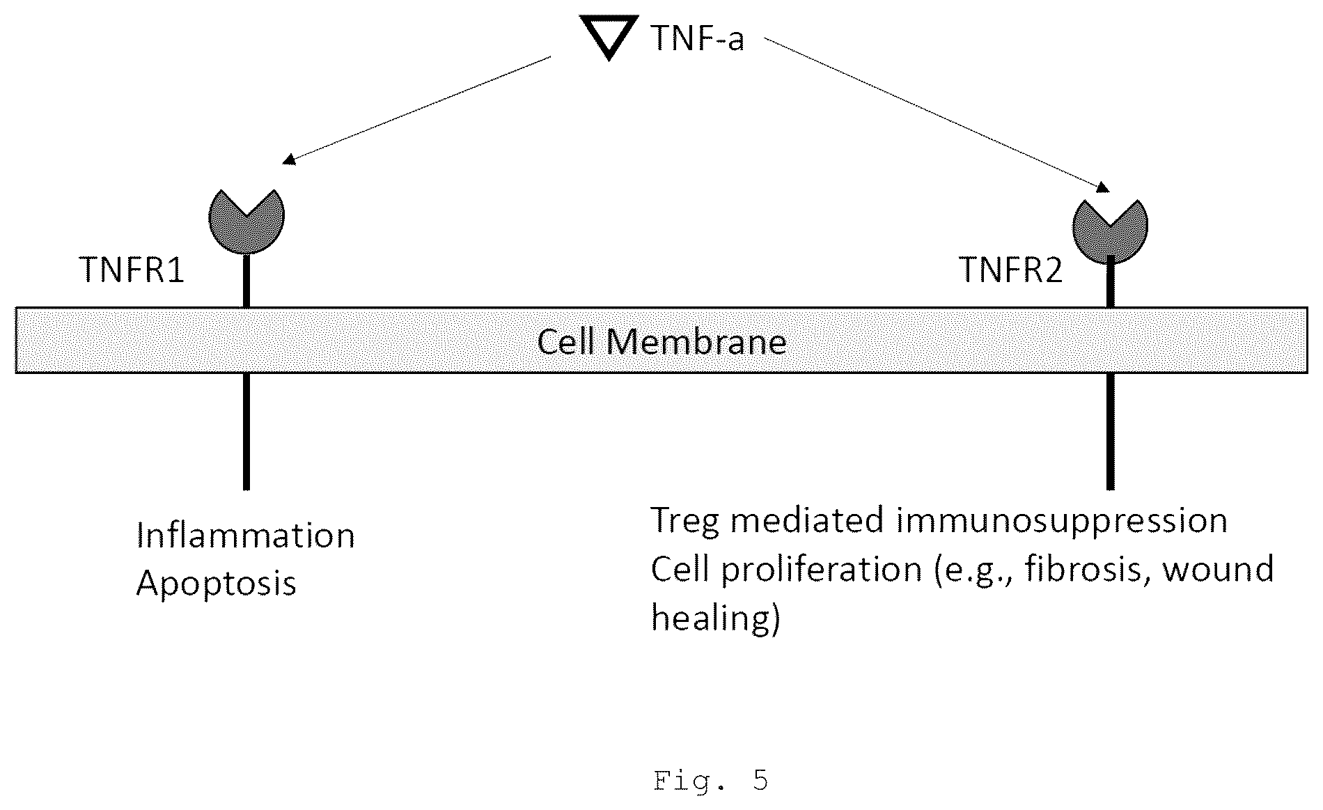 Patent US12472266 Figure 11 – Antibodies and enonomers