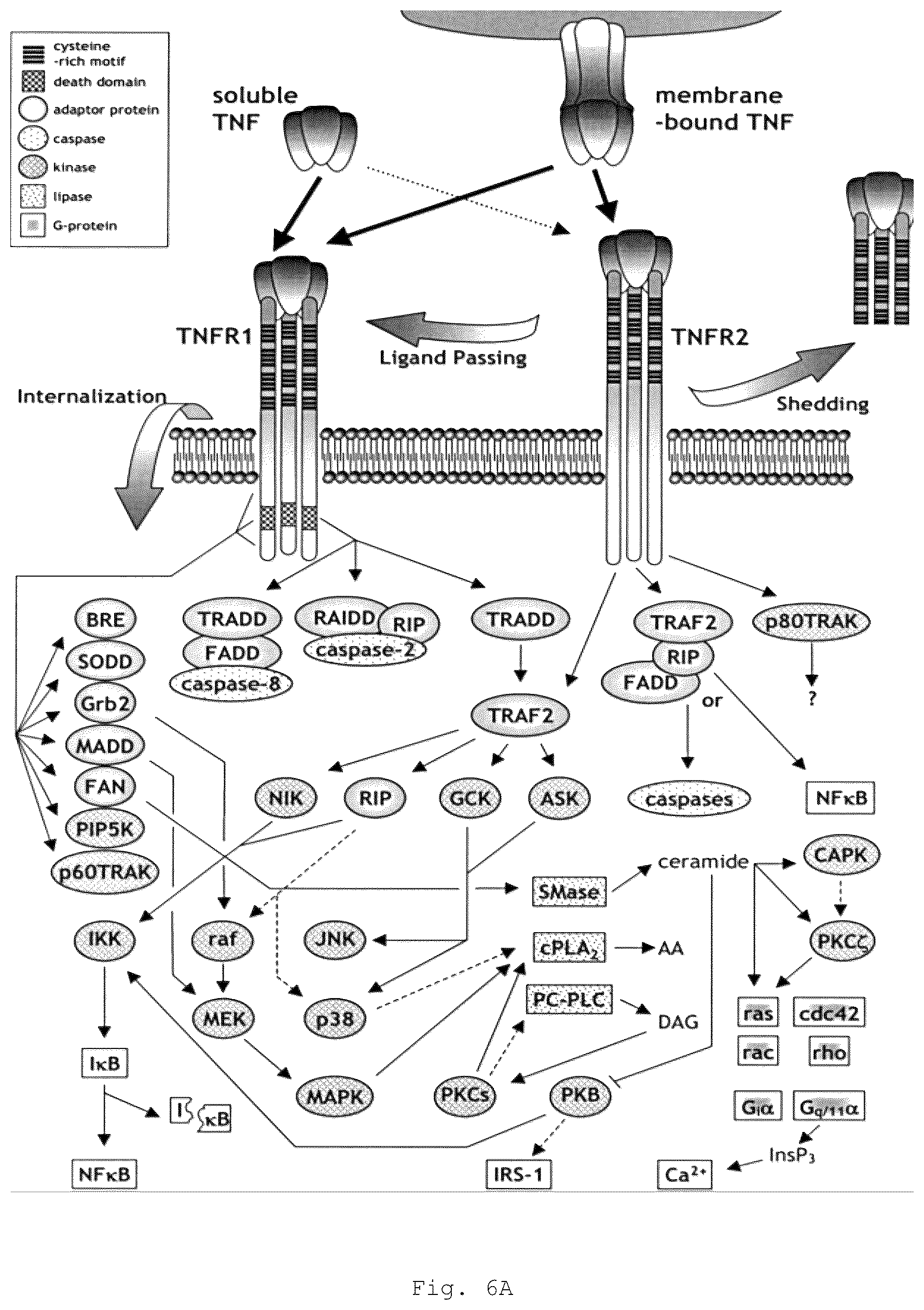 Patent US12472266 Figure 12 – Antibodies and enonomers