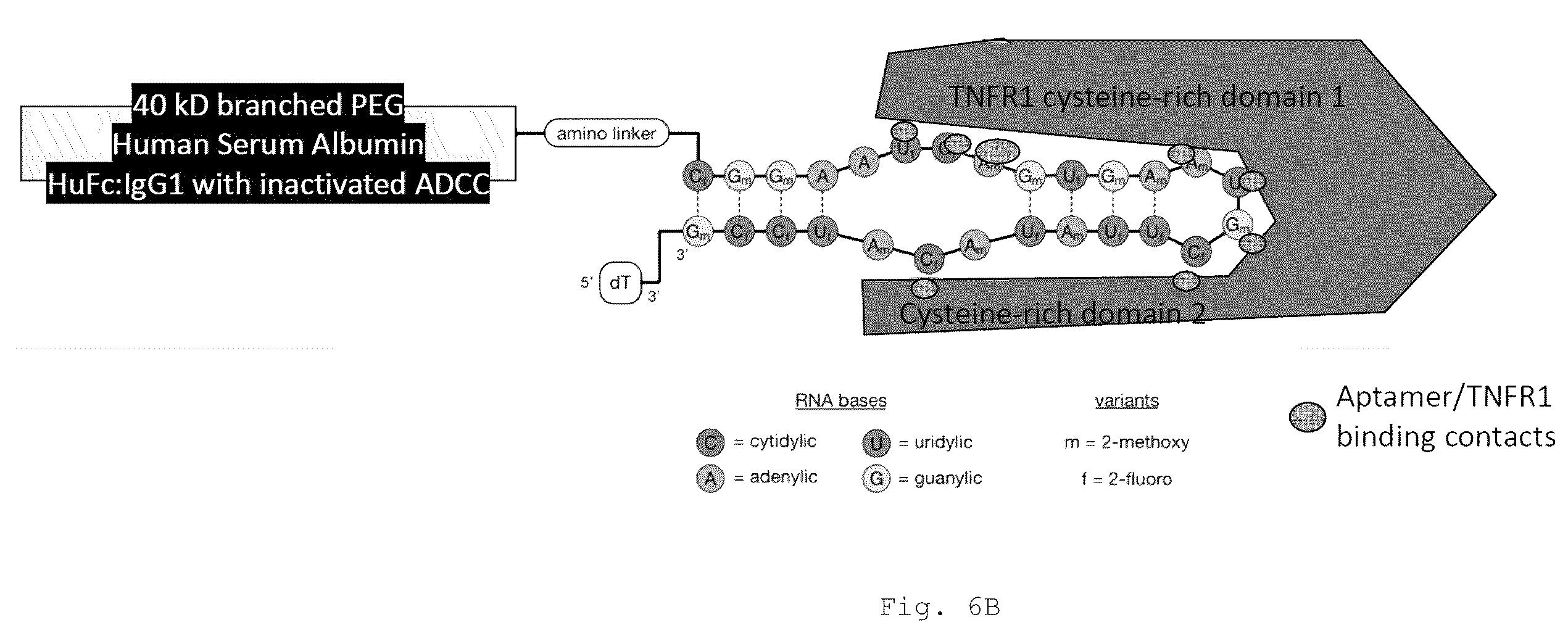Patent US12472266 Figure 13 – Antibodies and enonomers