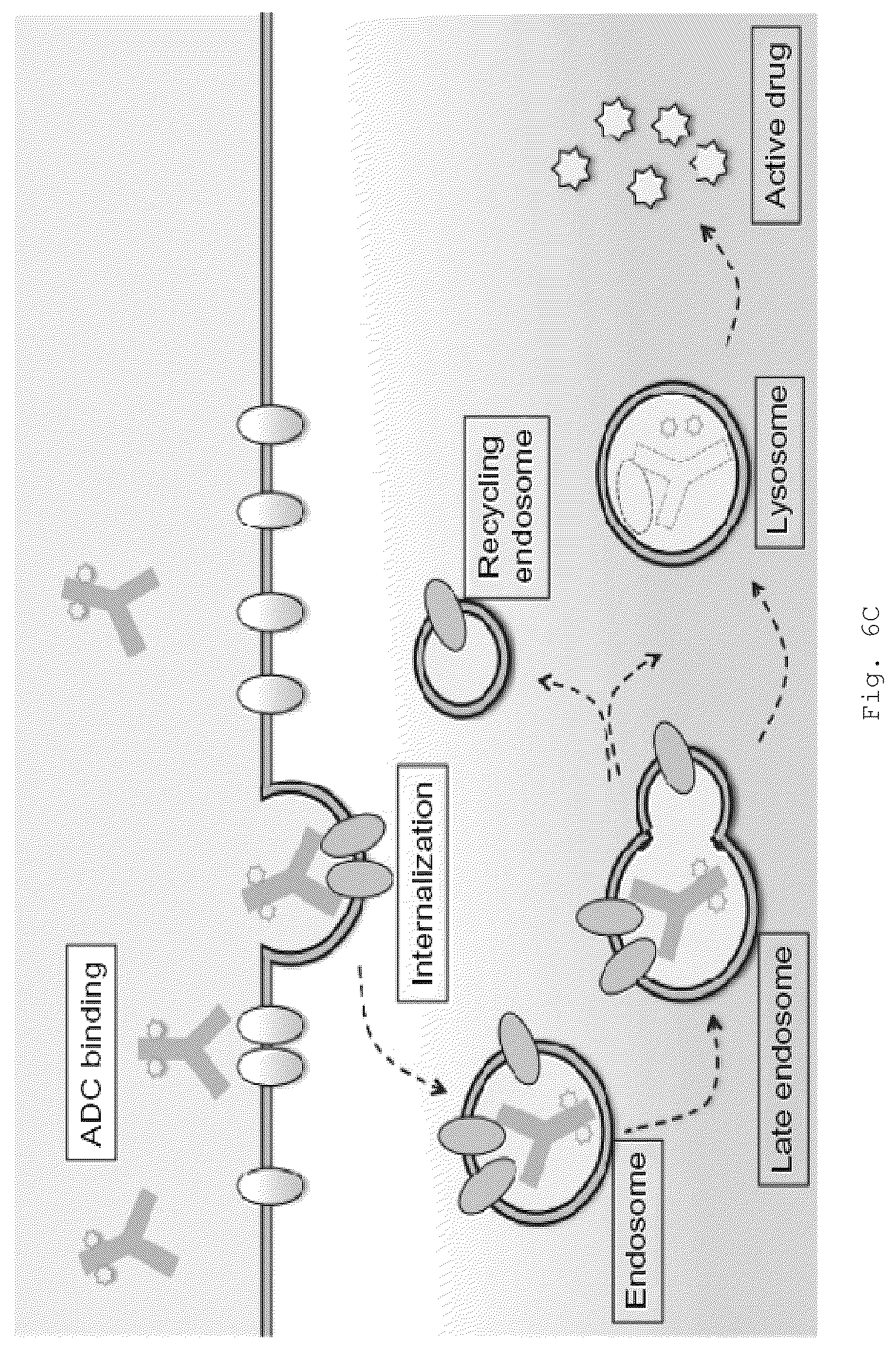 Patent US12472266 Figure 14 – Antibodies and enonomers