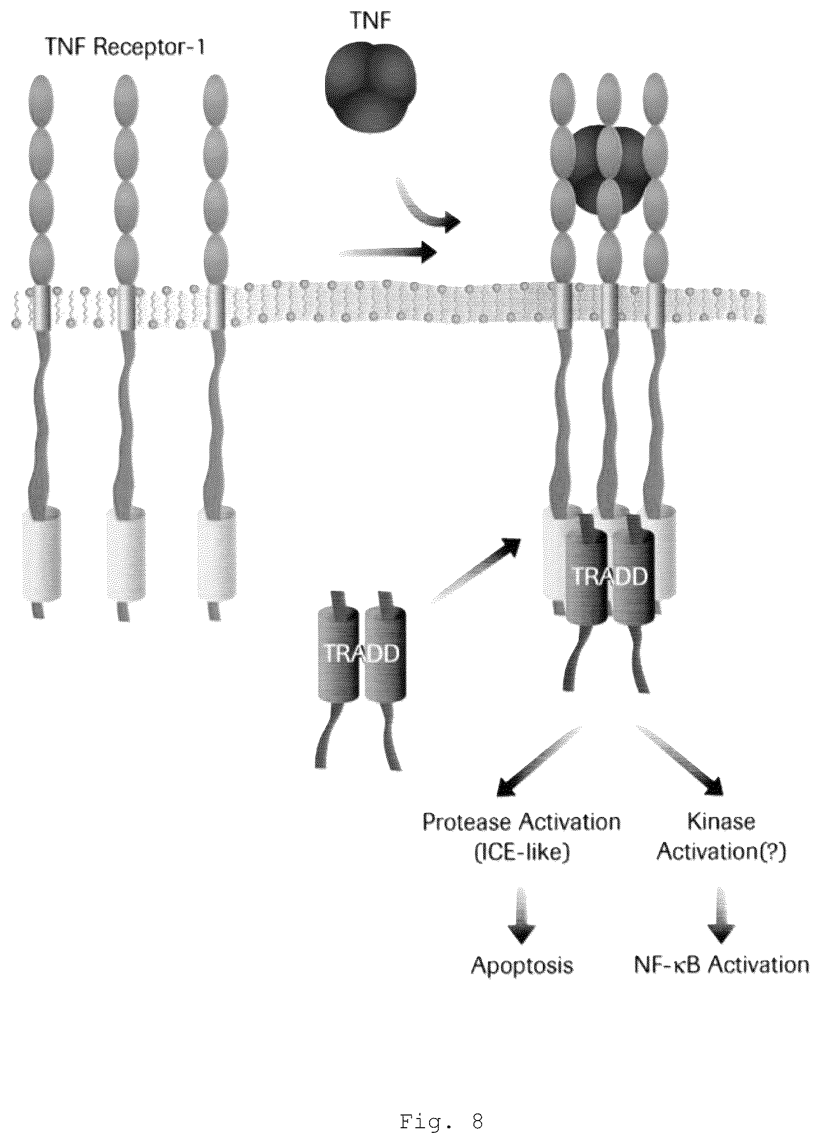 Patent US12472266 Figure 16 – Antibodies and enonomers
