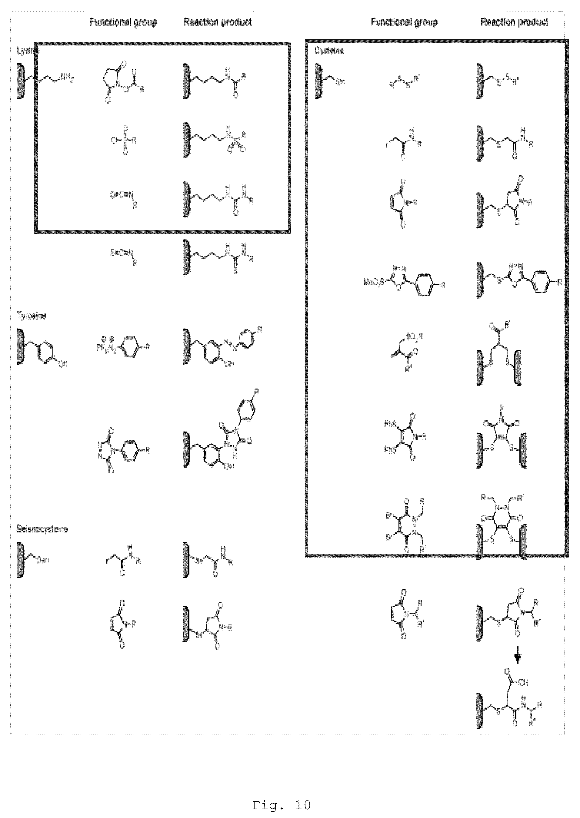 Patent US12472266 Figure 18 – Antibodies and enonomers