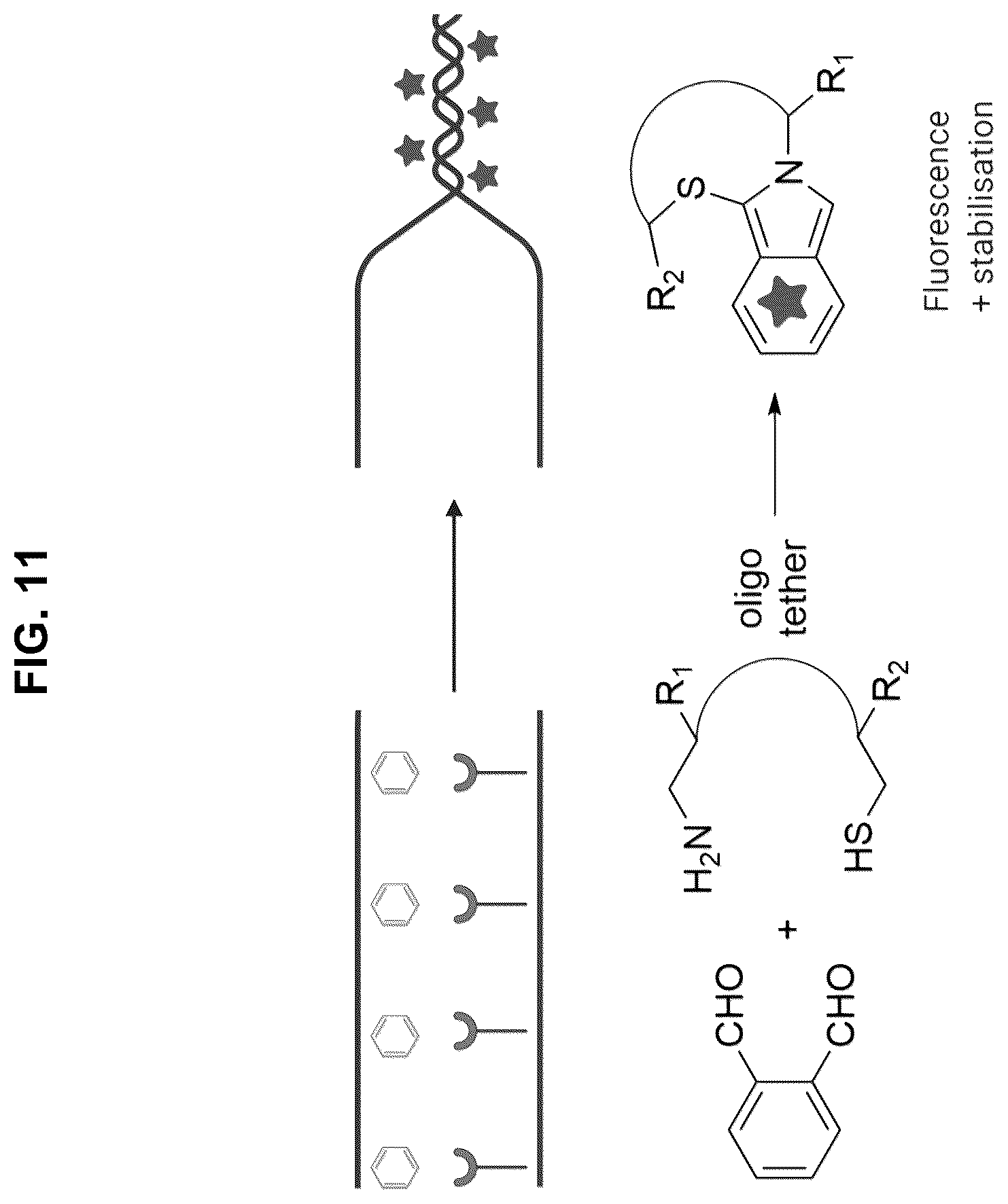 Patent US12472267 Figure 11 – Compositions containing nucleic acid nanoparticles with modular functionality