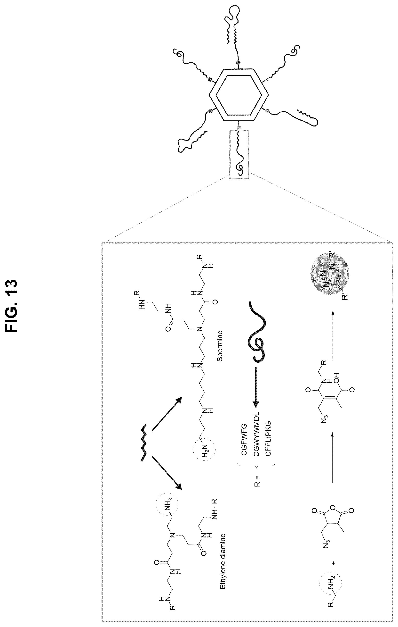 Patent US12472267 Figure 13 – Compositions containing nucleic acid nanoparticles with modular functionality