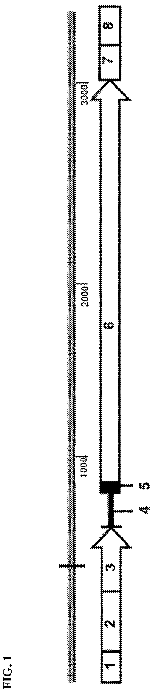 Patent US12472268 Figure 1 – Gene therapy for treating propionic acidemia