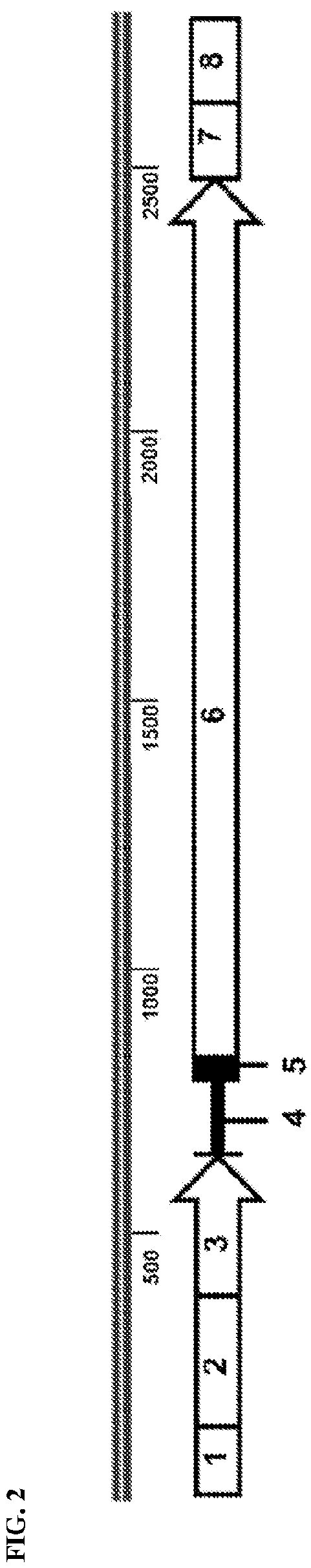 Patent US12472268 Figure 2 – Gene therapy for treating propionic acidemia
