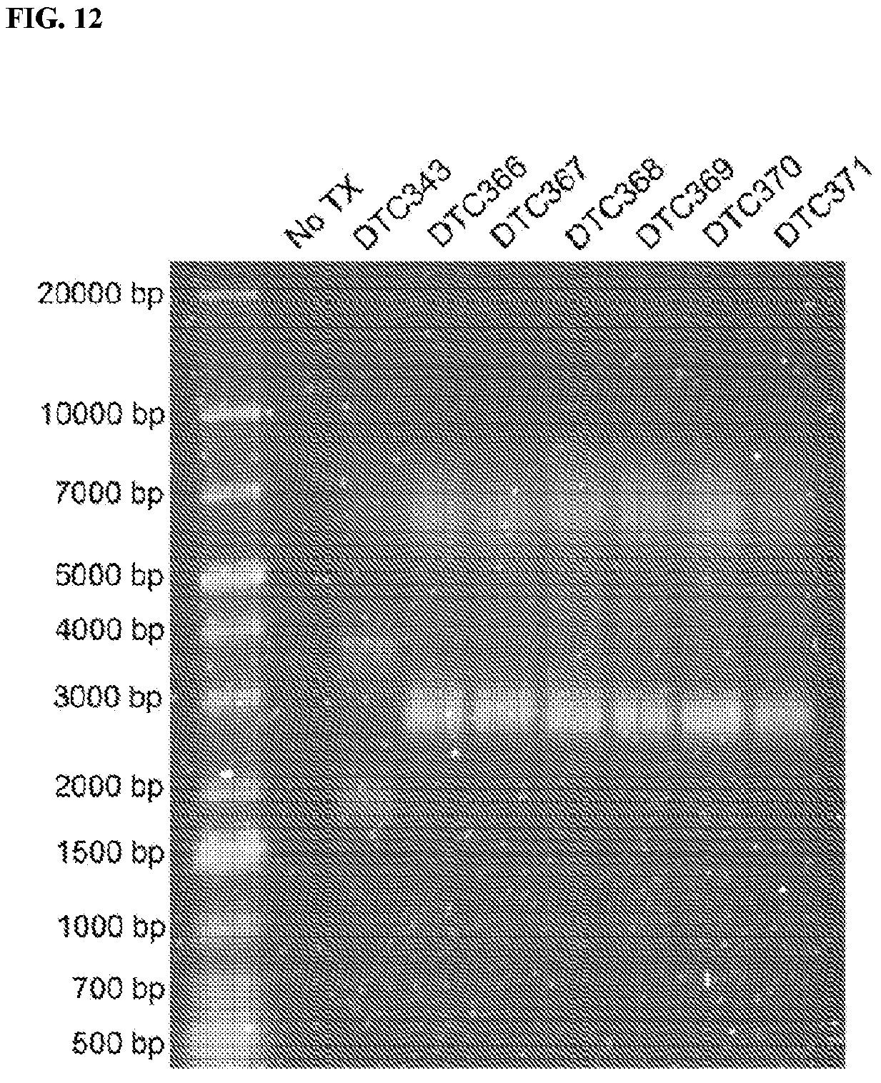 Patent US12472268 Figure 9 – Gene therapy for treating propionic acidemia