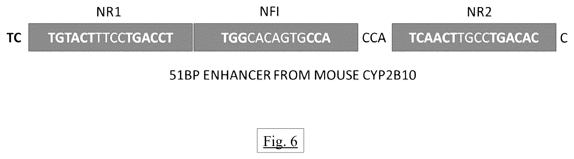 Patent US12472269 Figure 6 – Liver-specific inducible promoters and methods of use thereof