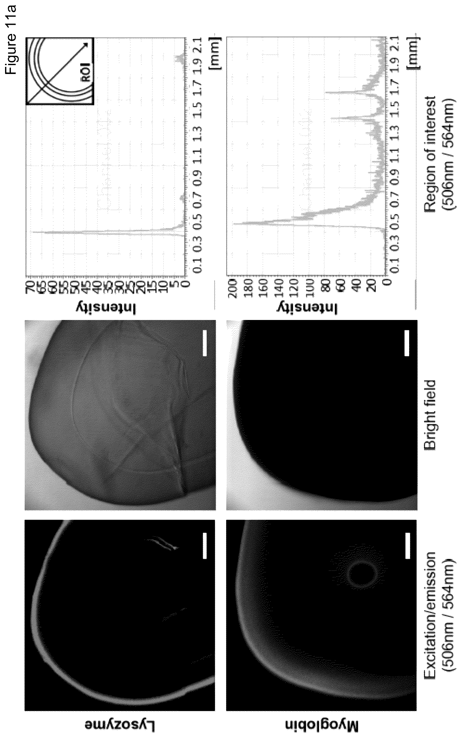 Patent US12472284 Figure 20 – Structured gels