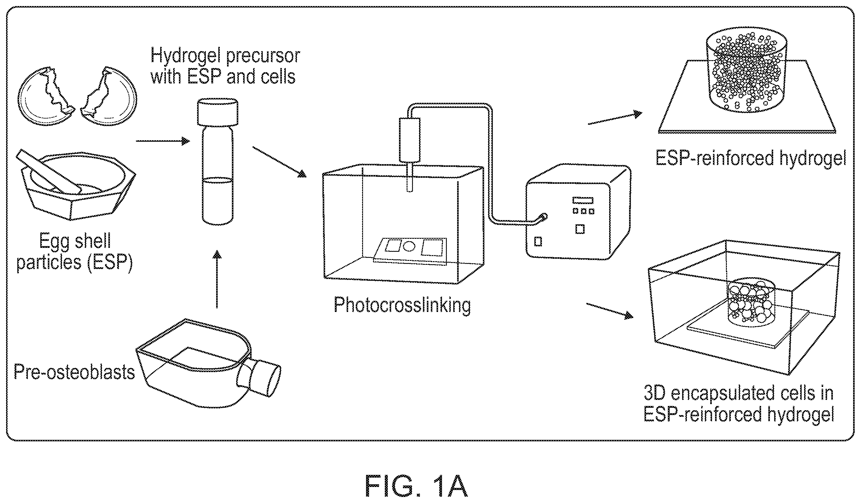 Patent US12472285 Figure 1 – Eggshell particle containing hydrogels and prepolymer compositions for biomedical applications