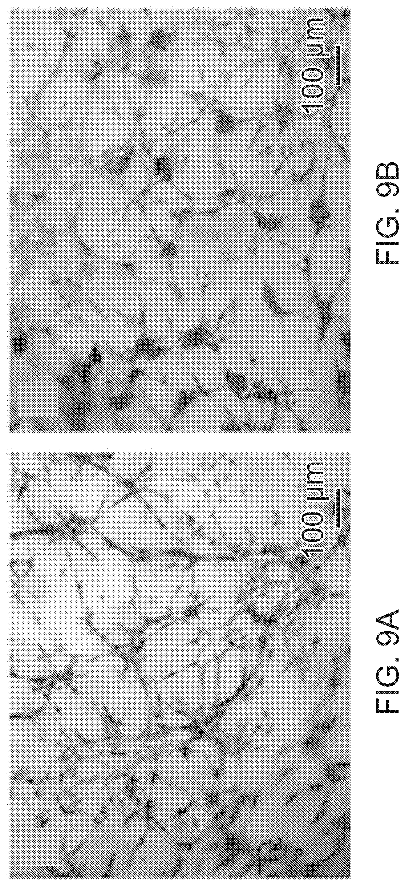 Patent US12472285 Figure 14 – Eggshell particle containing hydrogels and prepolymer compositions for biomedical applications