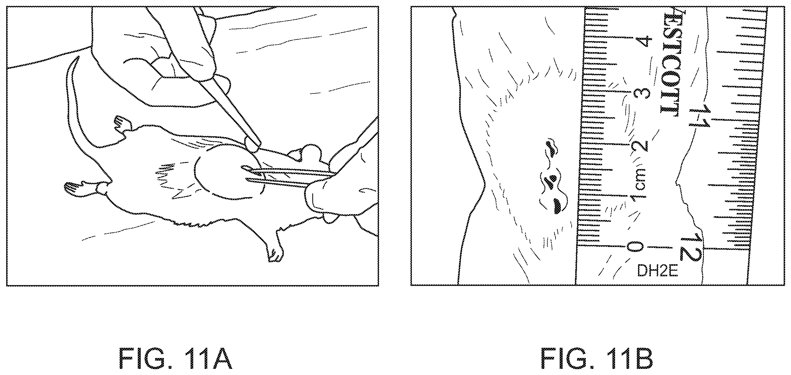Patent US12472285 Figure 16 – Eggshell particle containing hydrogels and prepolymer compositions for biomedical applications
