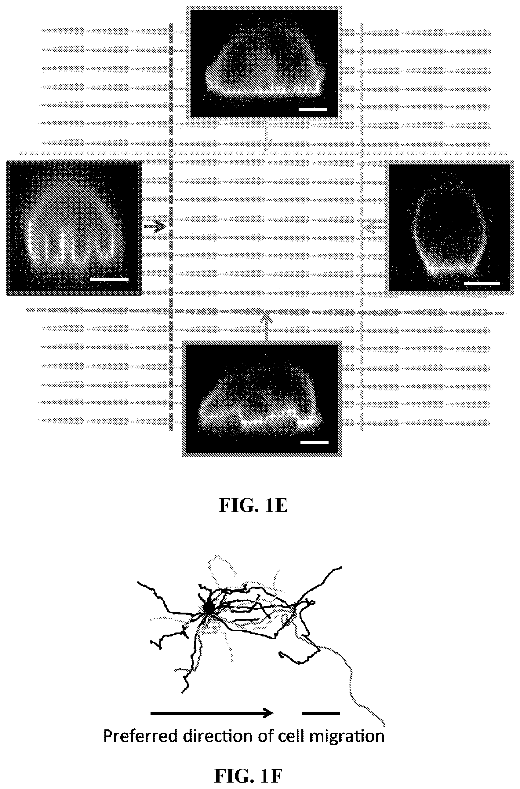 Patent US12472286 Figure 2 – Compositions comprising textured patterns and methods of using the same