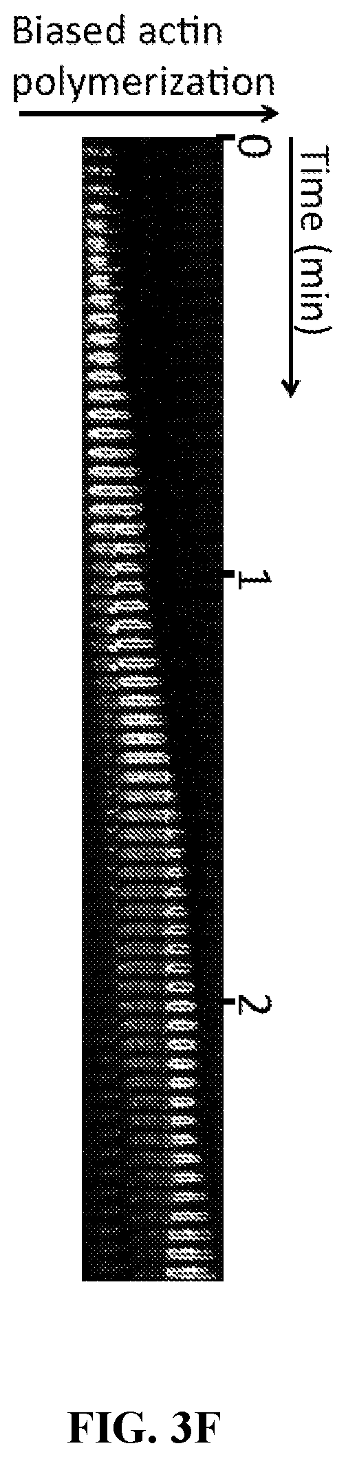 Patent US12472286 Figure 8 – Compositions comprising textured patterns and methods of using the same