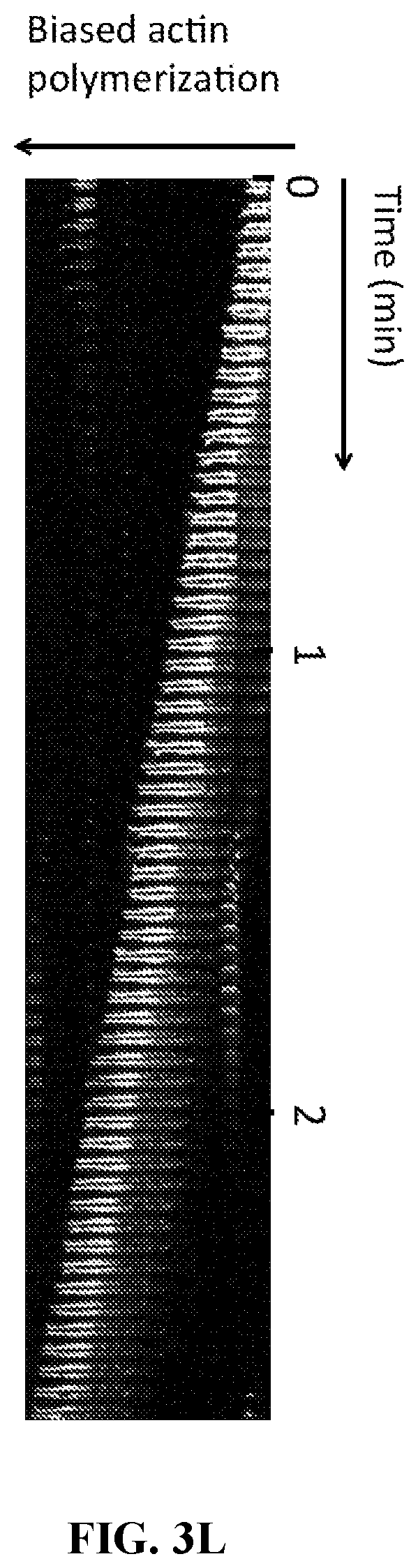 Patent US12472286 Figure 10 – Compositions comprising textured patterns and methods of using the same