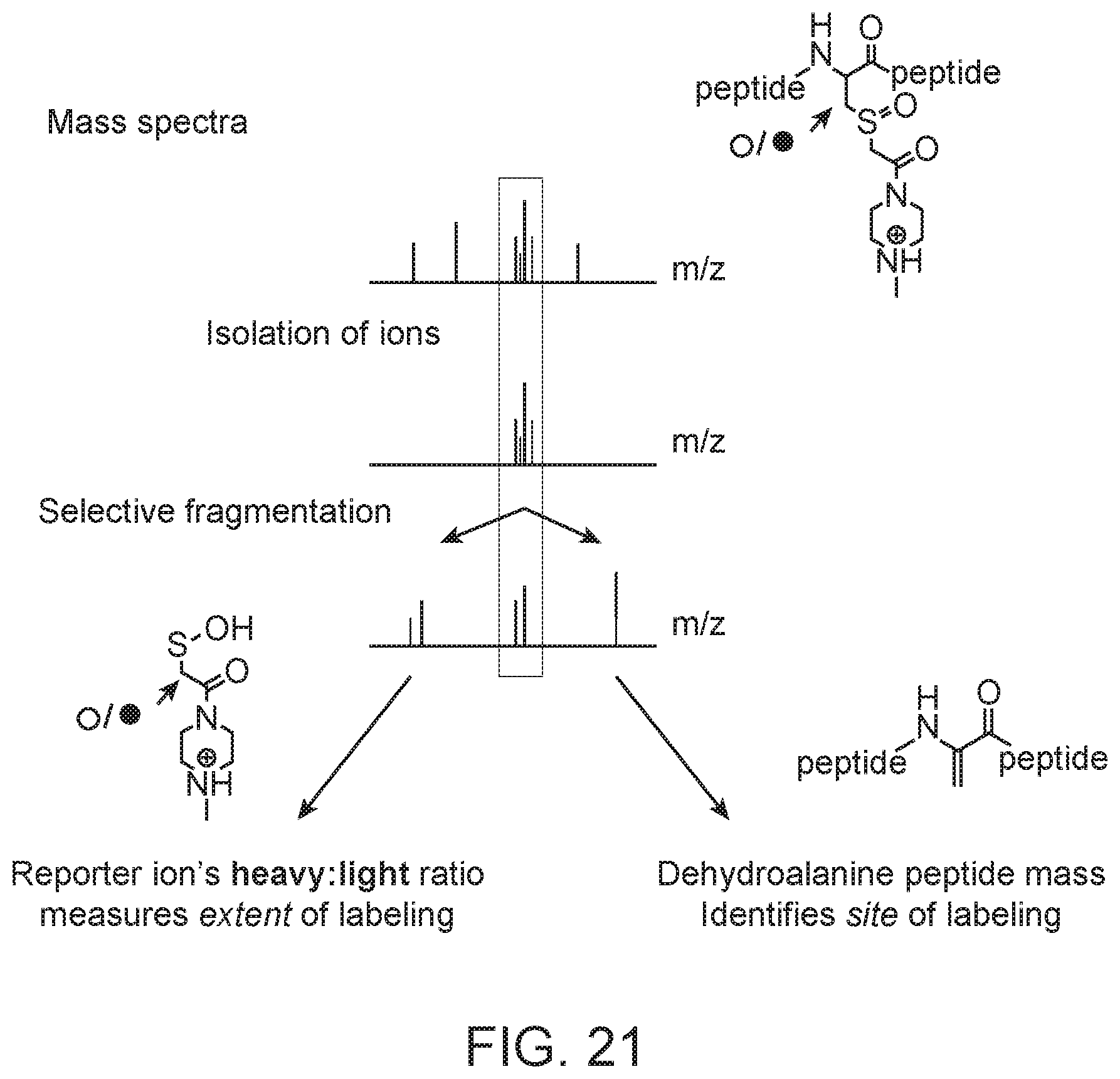 Patent US12472448 Figure 20 – Compact hydroxamate-based affinity tags for artificially tagging biological macromolecules